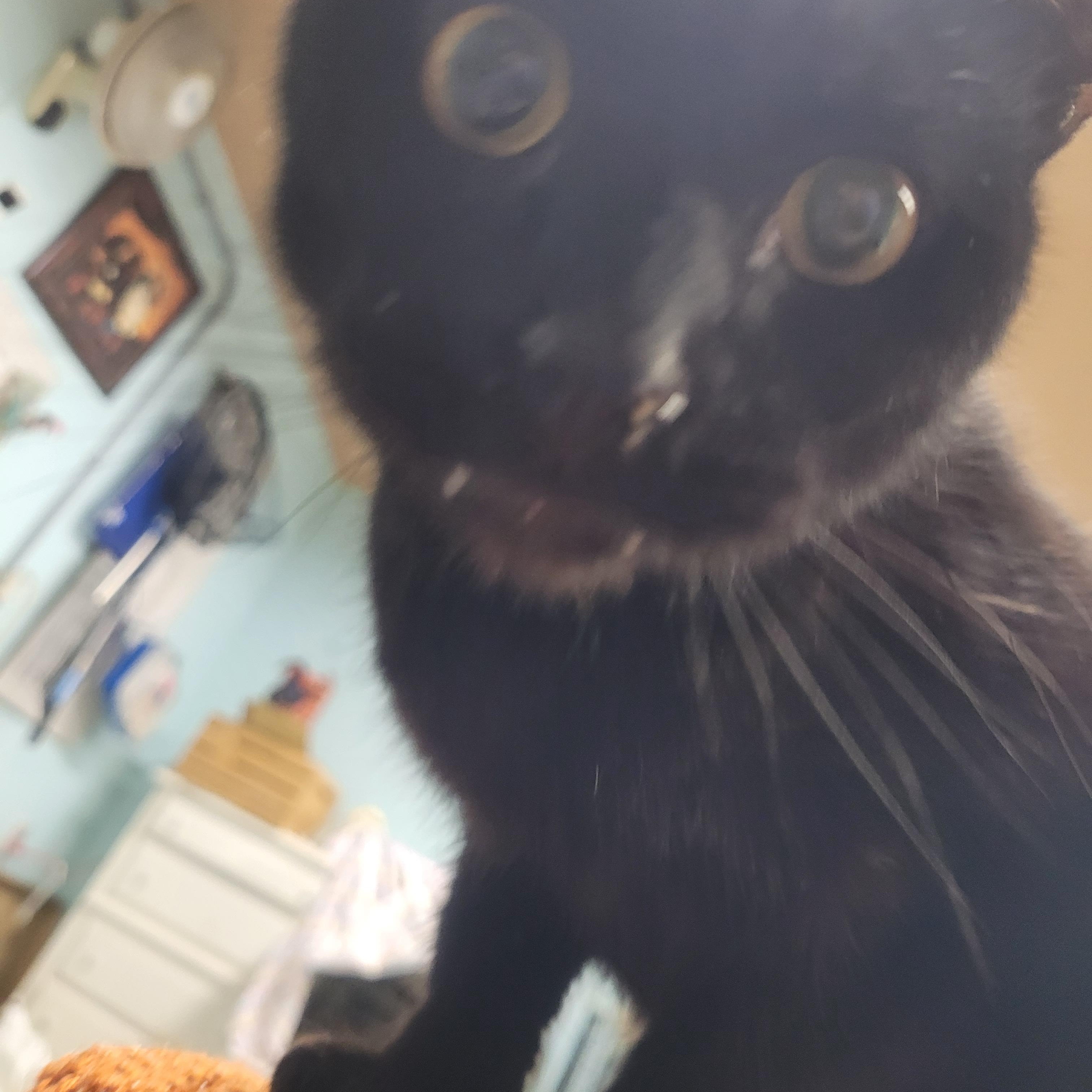 Edgar, a Adoptable Domestic Short Hair in Norfolk, VA image 5/5