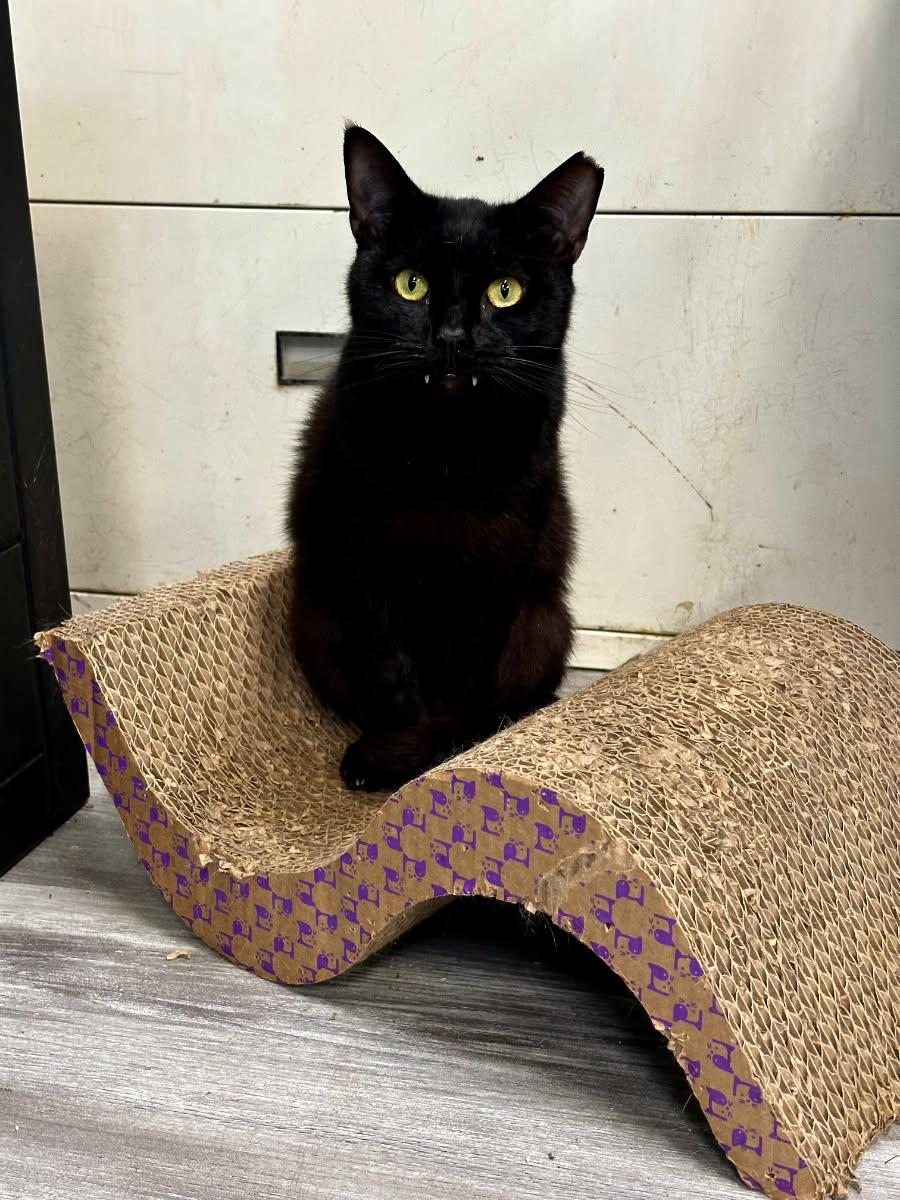 Enlarge Edgar, a Adoptable Domestic Short Hair in Norfolk, VA image 1/6