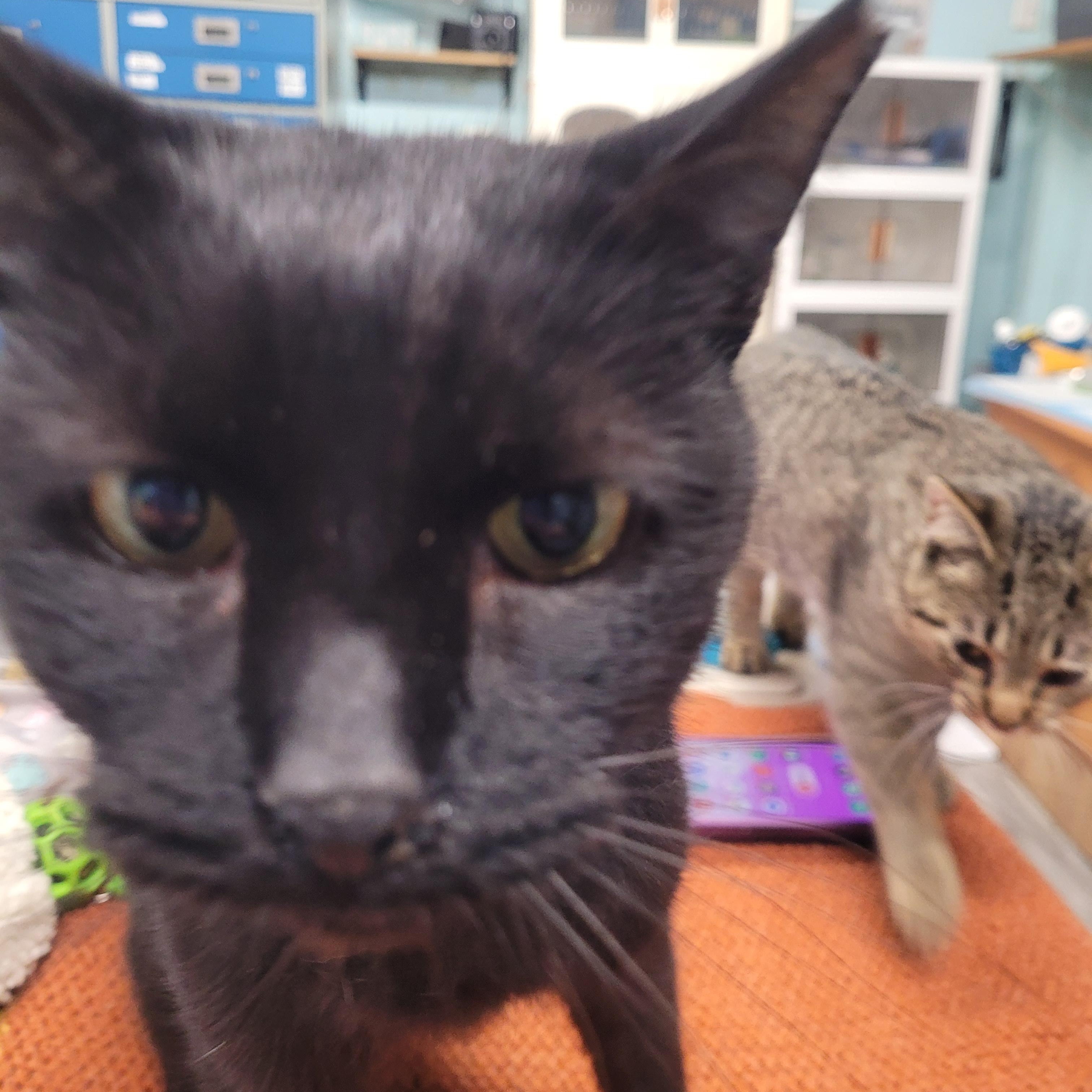 Edgar, a Adoptable Domestic Short Hair in Norfolk, VA image 4/5