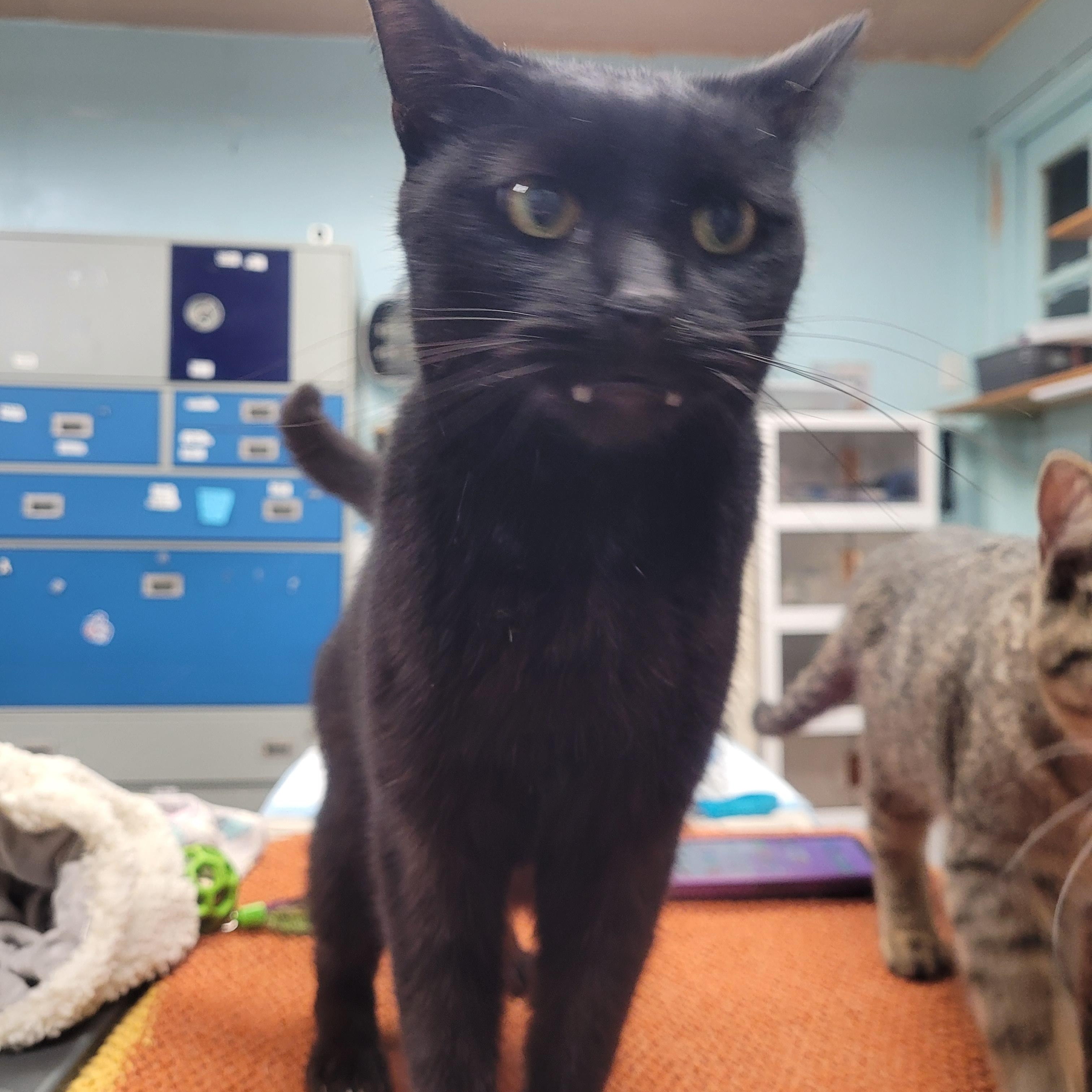 Edgar, a Adoptable Domestic Short Hair in Norfolk, VA image 2/5