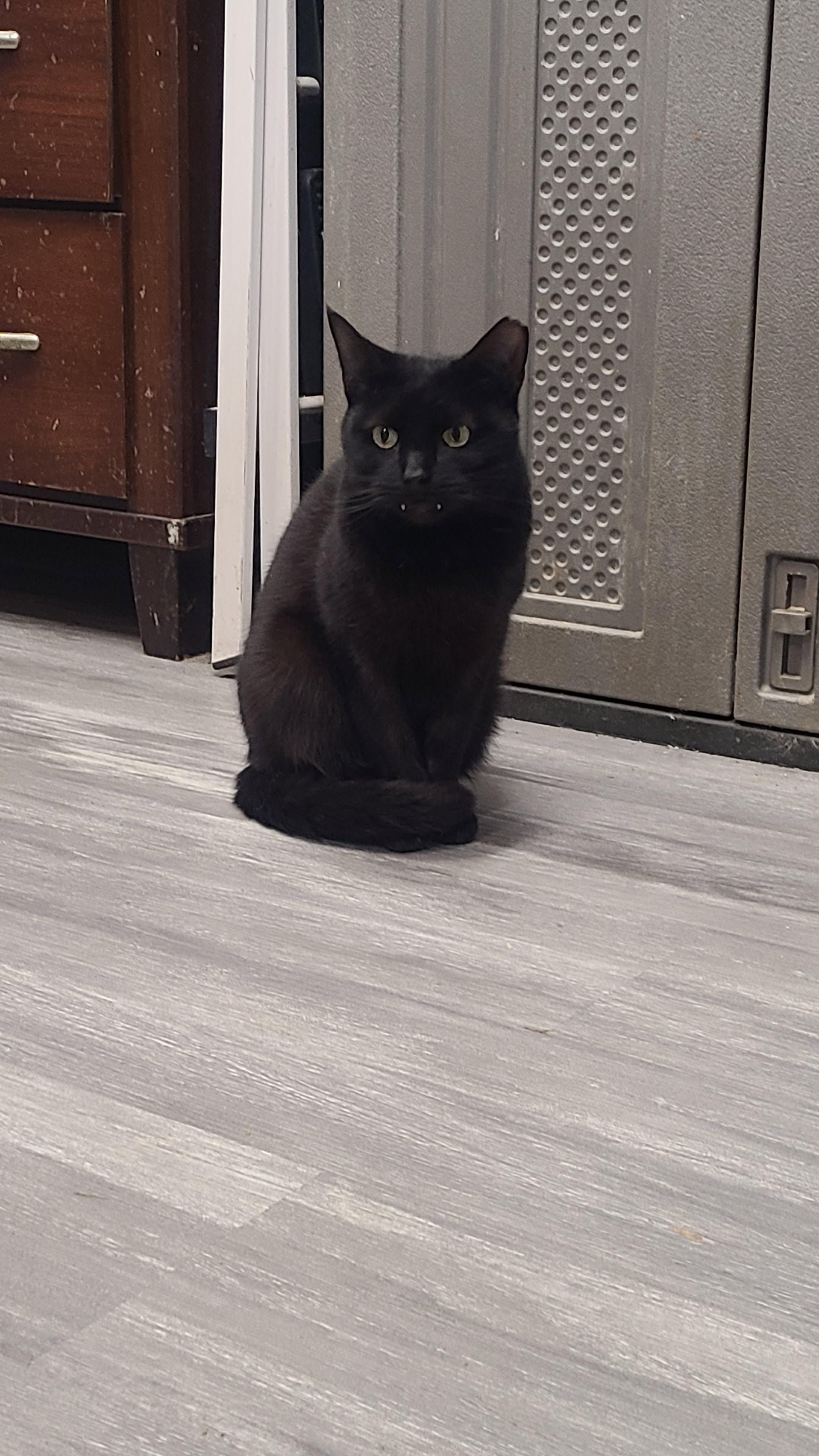 Edgar, a Adoptable Domestic Short Hair in Norfolk, VA image 3/5