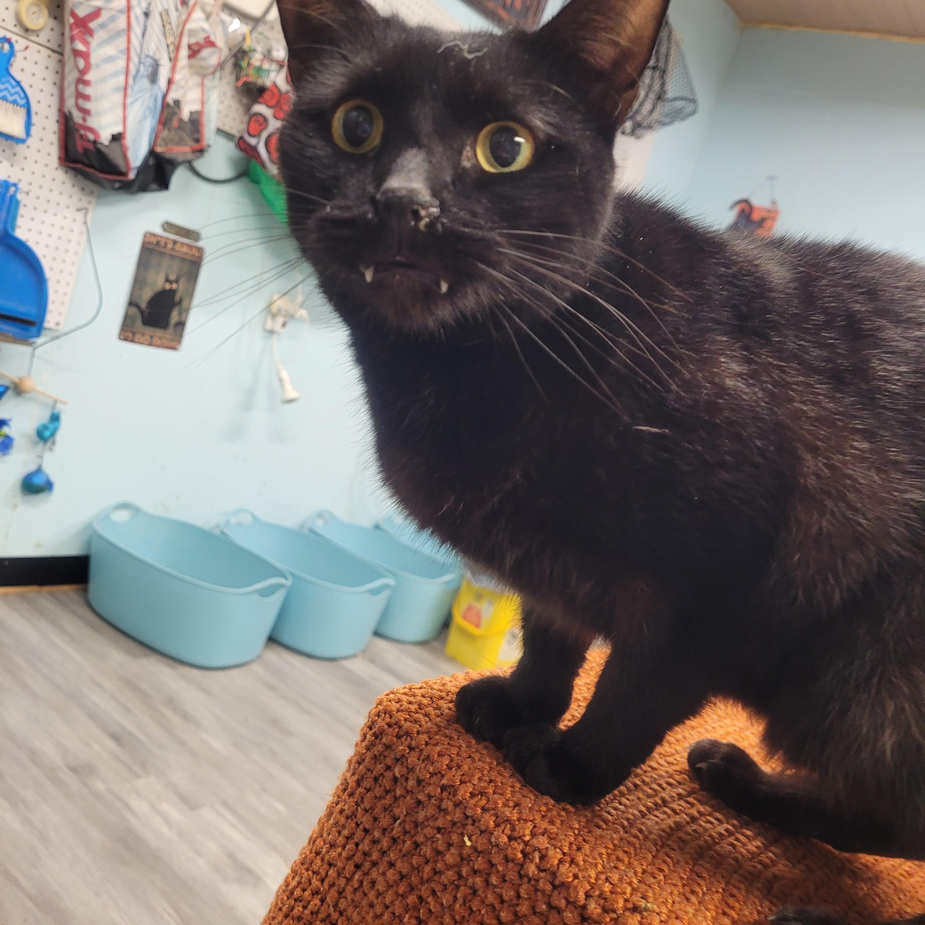 Edgar, a Adoptable Domestic Short Hair in Norfolk, VA image 1/5