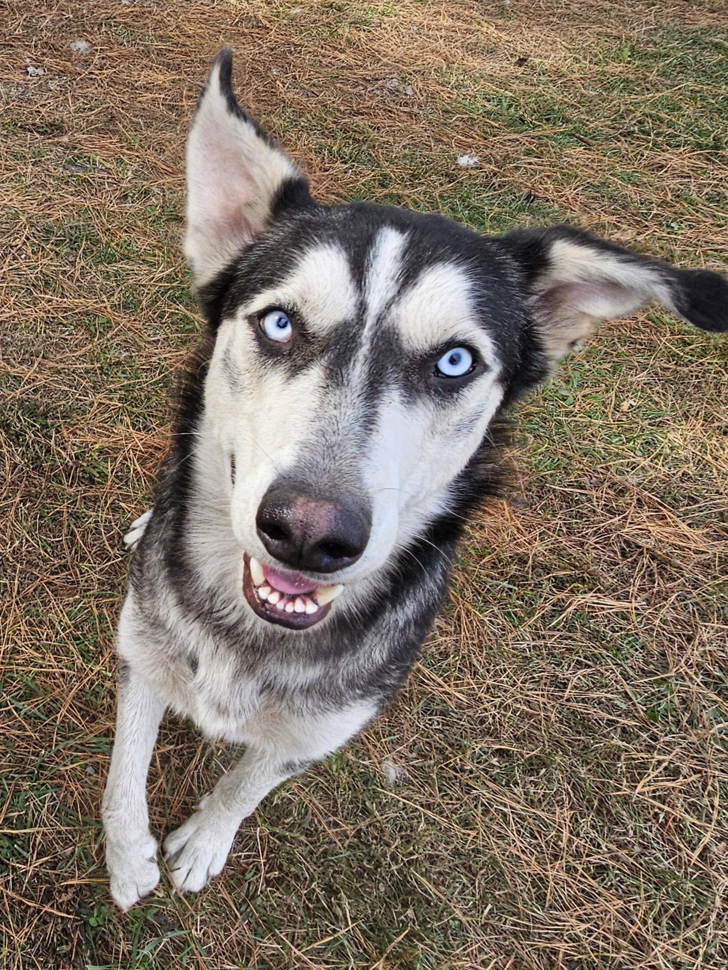 Pedro, a Adoptable Siberian Husky in Millersville, MD image 2/3