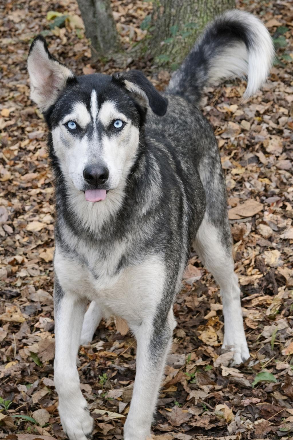 Pedro, a Adoptable Siberian Husky in Millersville, MD image 3/3