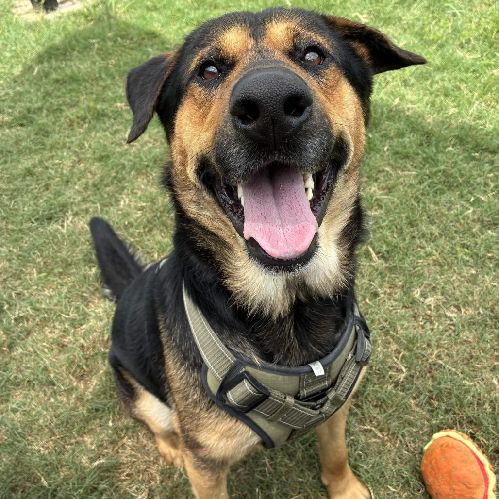 Enlarge Bear, a Adoptable mixed breed in Beaumont, TX image 4/6