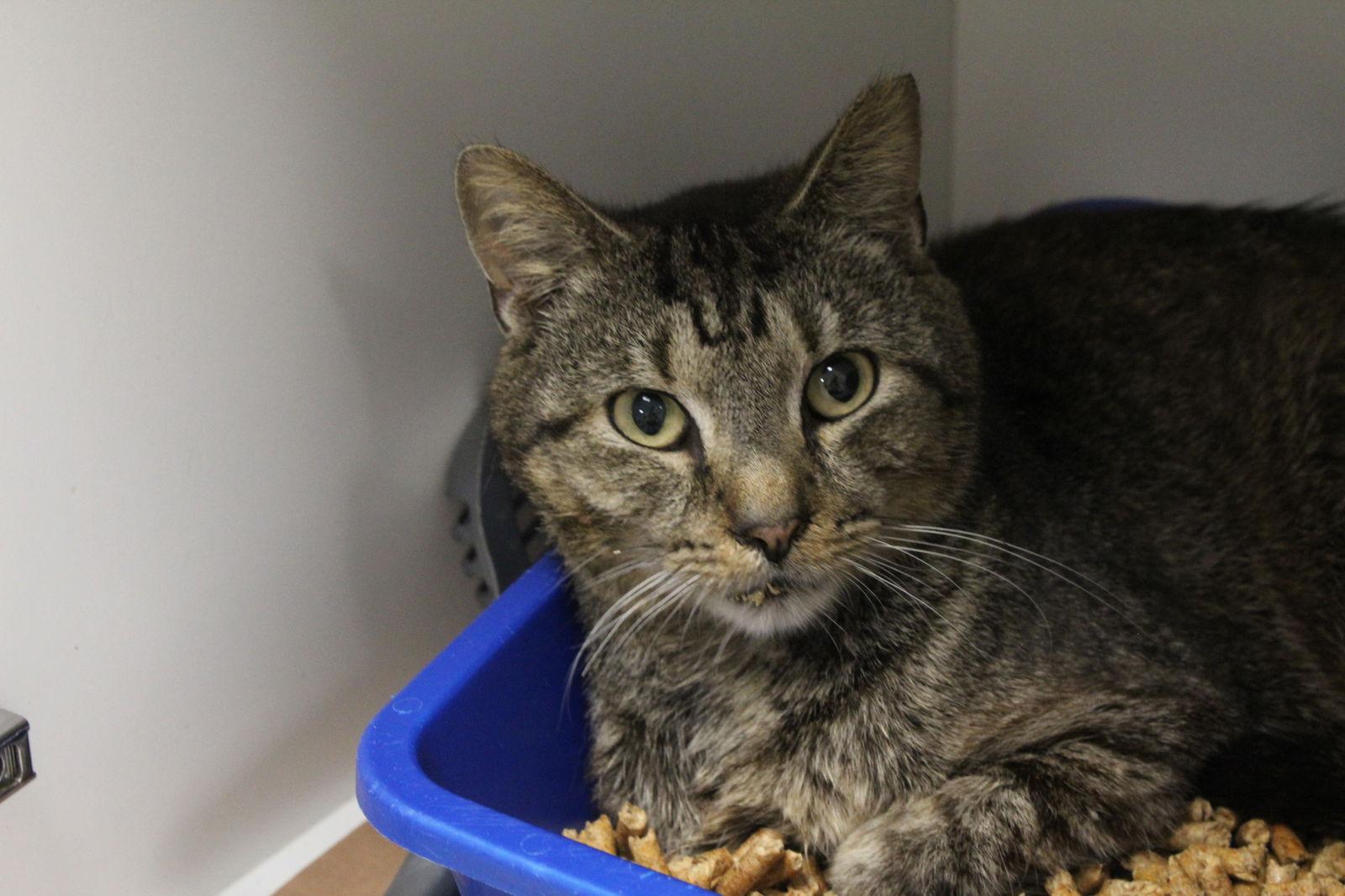 Mr.Kitty Rotgers, a Adoptable Domestic Short Hair in Satellite Beach, FL image 1/3