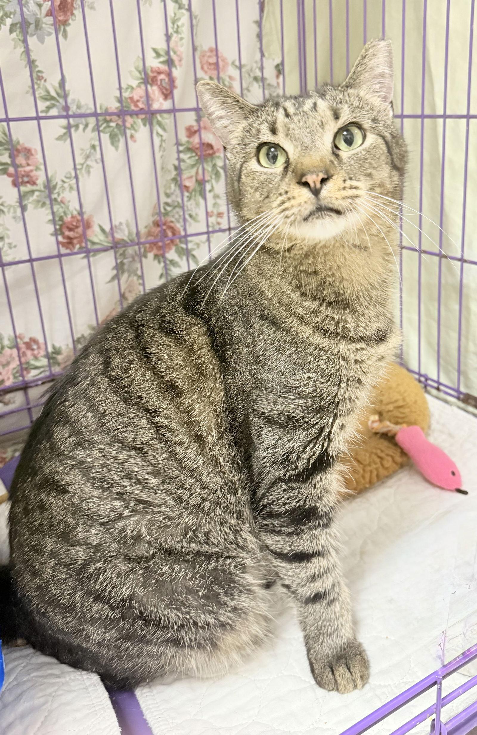 Mr.Kitty Rotgers, a Adoptable Domestic Short Hair in Satellite Beach, FL image 1/3