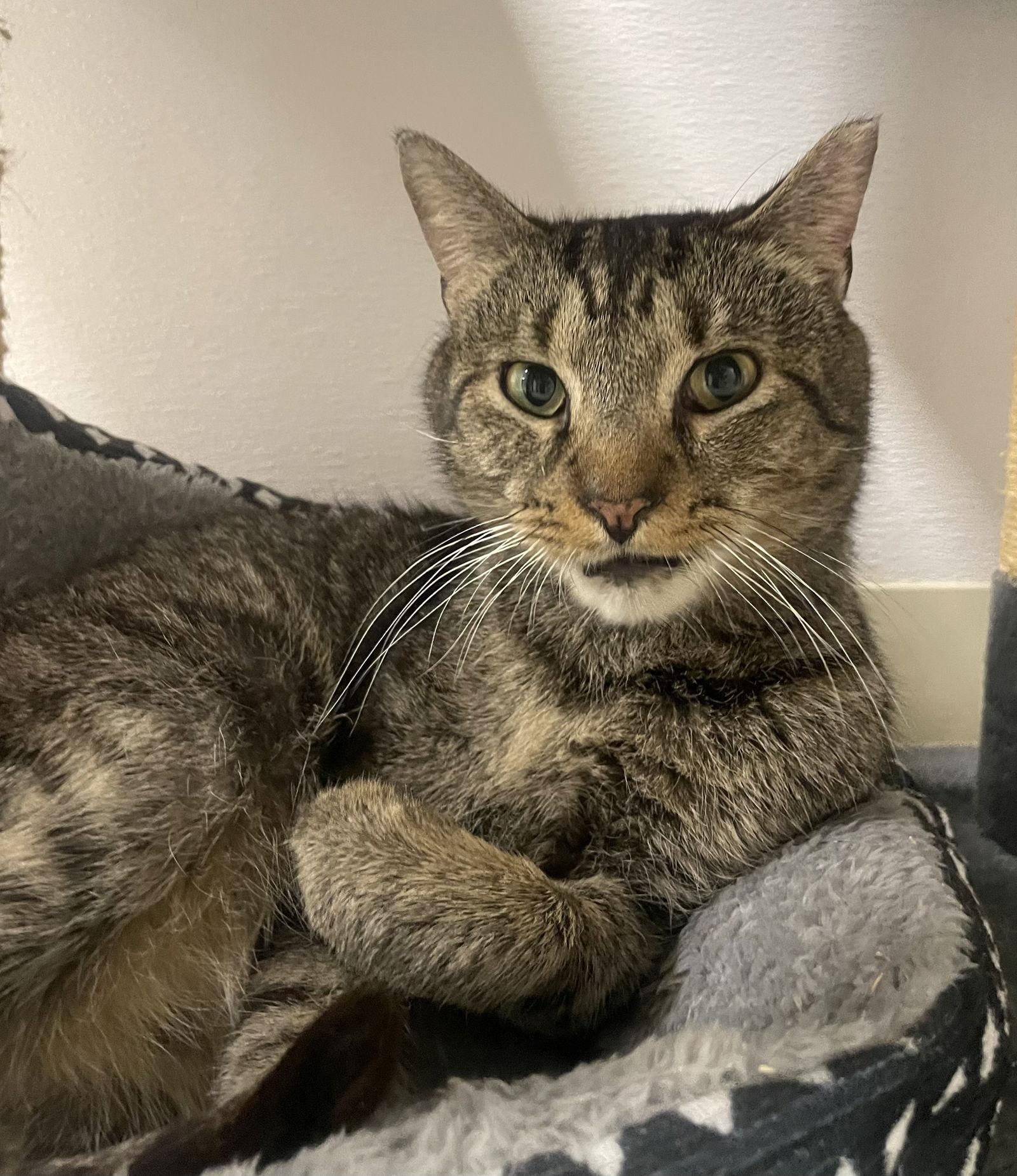 Mr.Kitty Rotgers, a Adoptable Domestic Short Hair in Satellite Beach, FL image 2/3