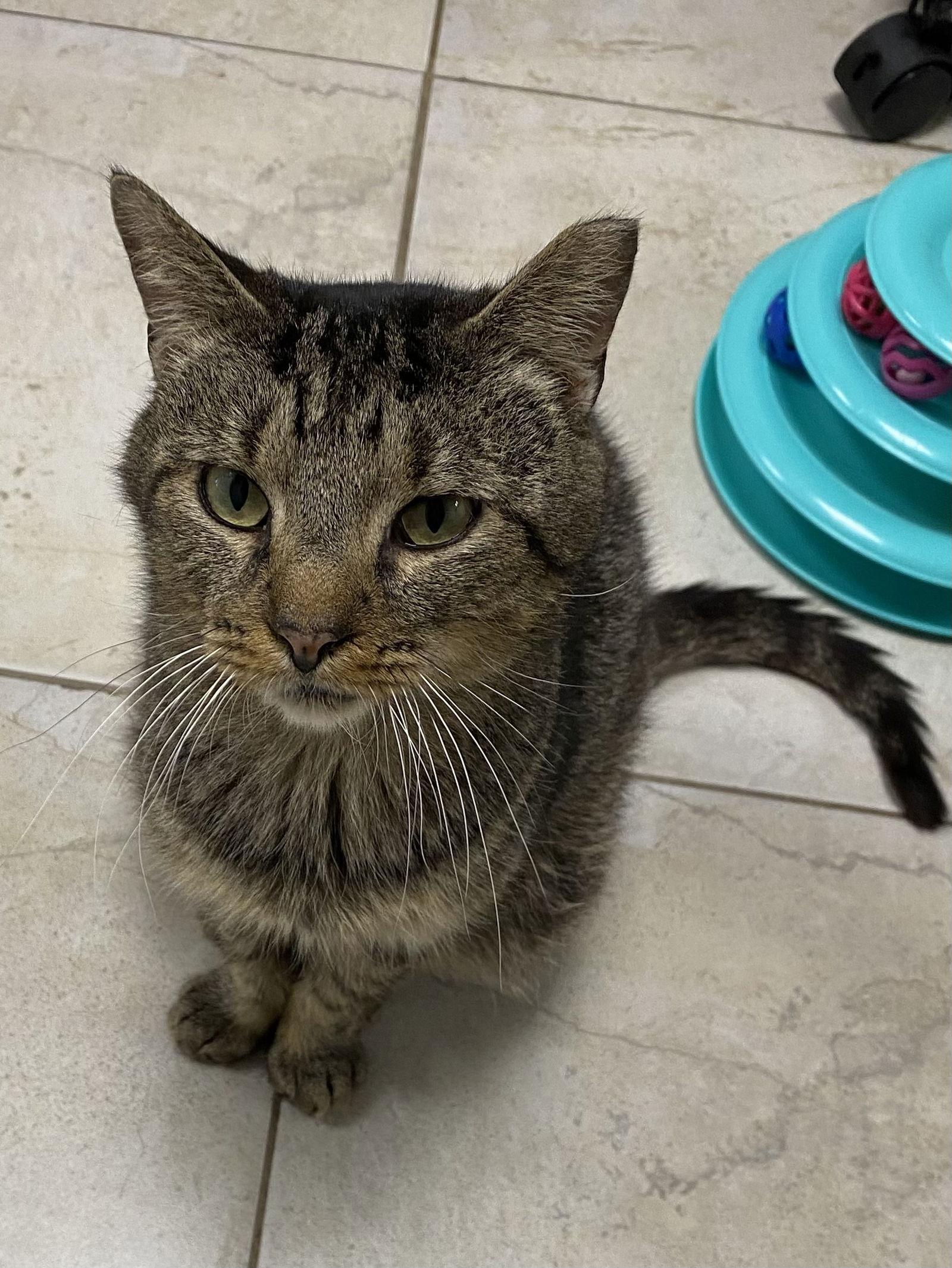 Mr.Kitty Rotgers, a Adoptable Domestic Short Hair in Satellite Beach, FL image 3/3