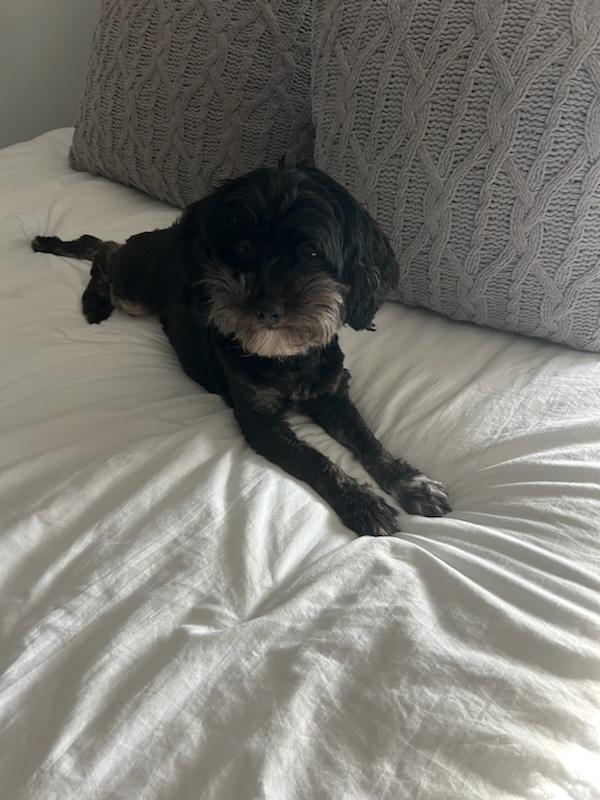 Nova, an adopted Havanese in Atlanta, GA image 1/3