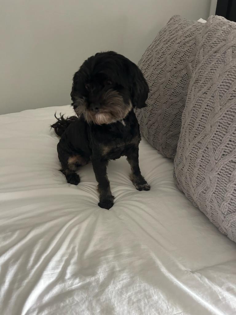 Nova, an adopted Havanese in Atlanta, GA image 2/3