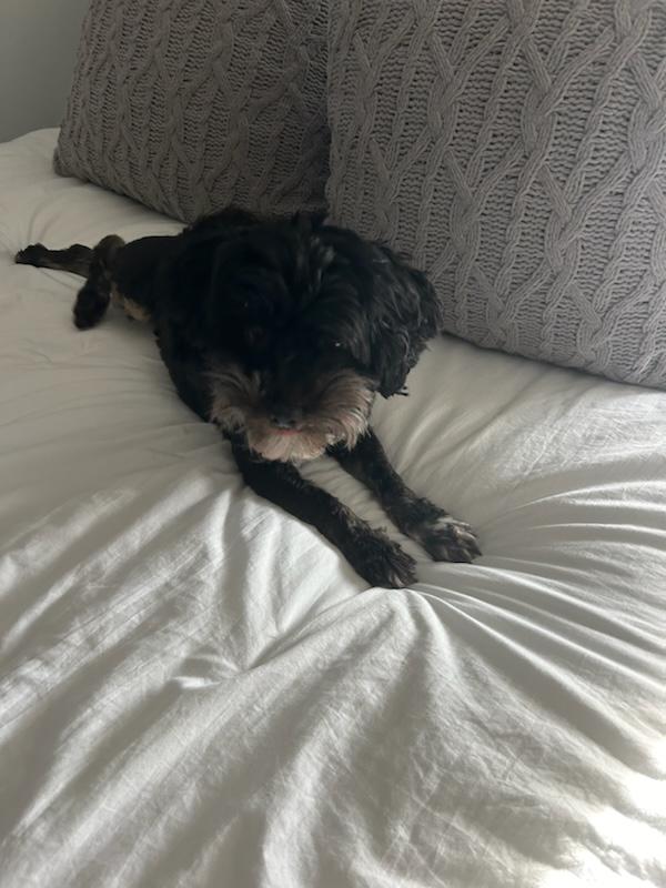 Nova, an adopted Havanese in Atlanta, GA image 3/3