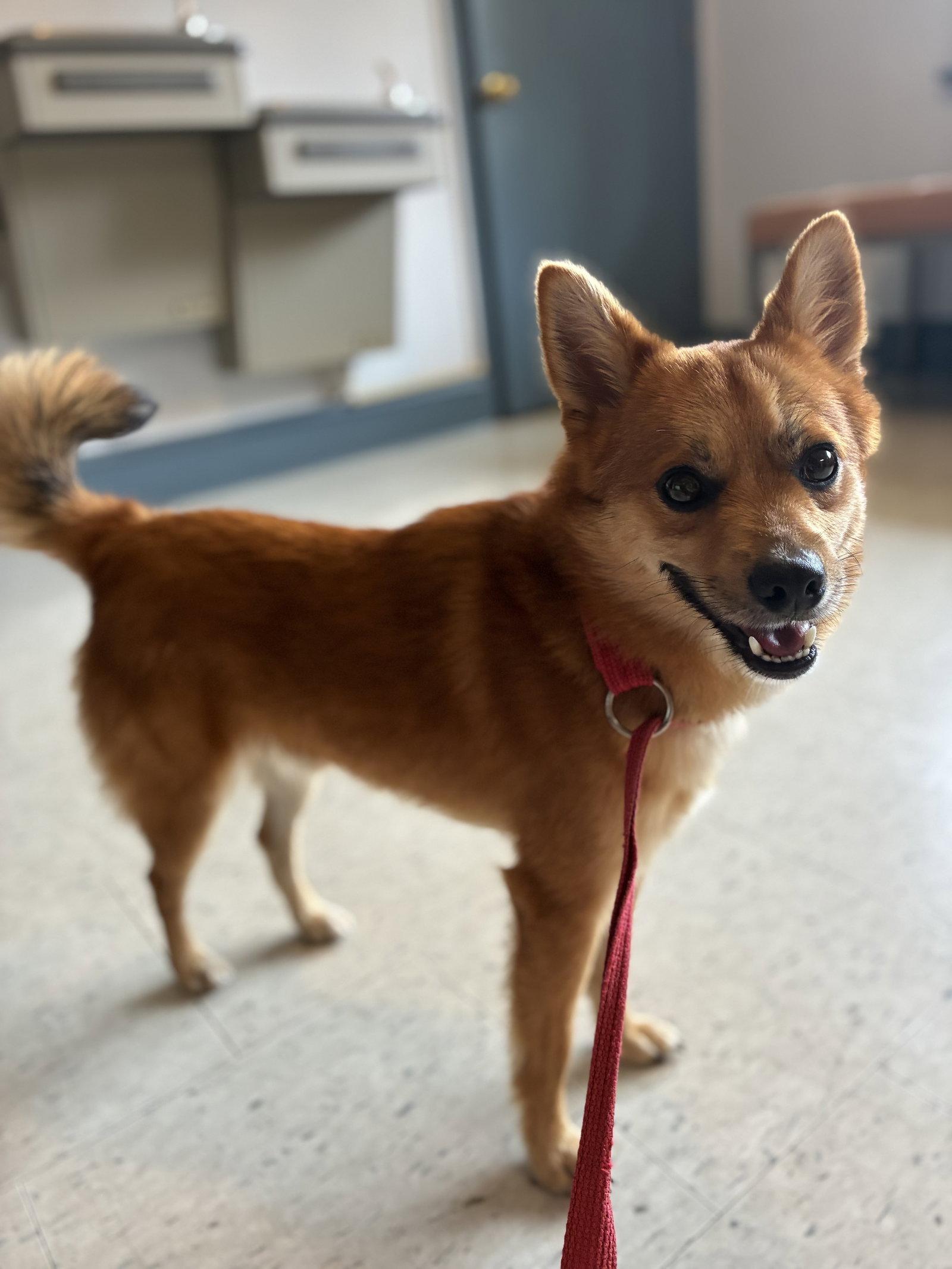 Ricky Ricardo, Adoptable, Young Male Pomeranian & Chihuahua.