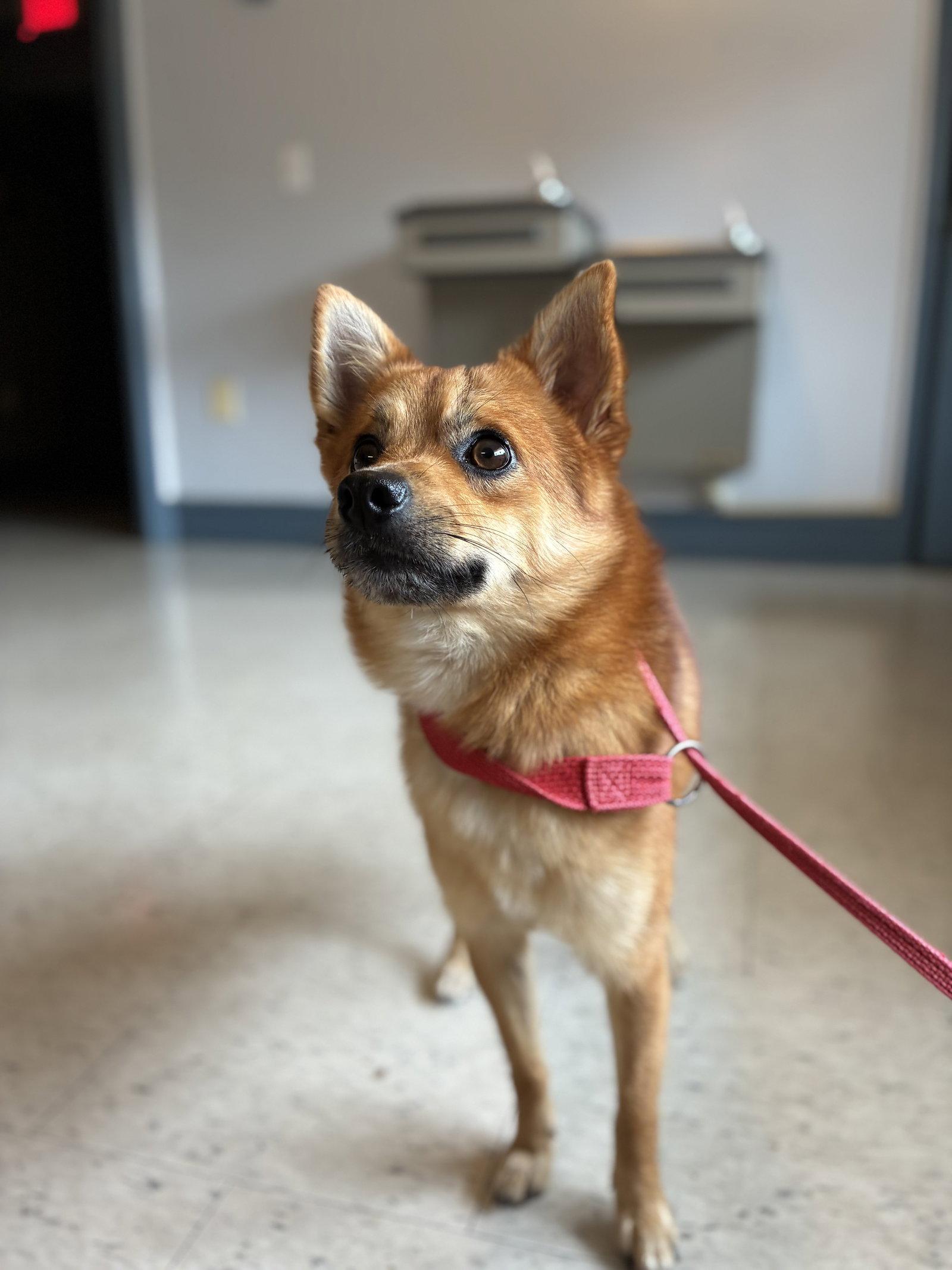 Enlarge Ricky Ricardo, a Adoptable mixed breed in Raleigh, NC image 2/2