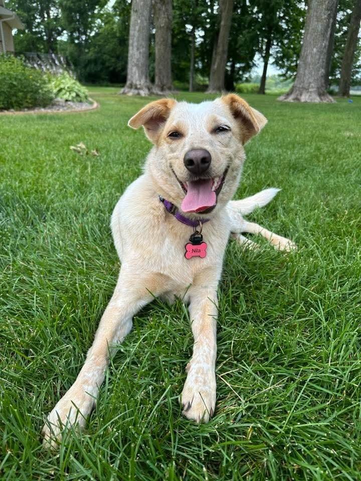 Nila, Adoptable, Young Female Cattle Dog.