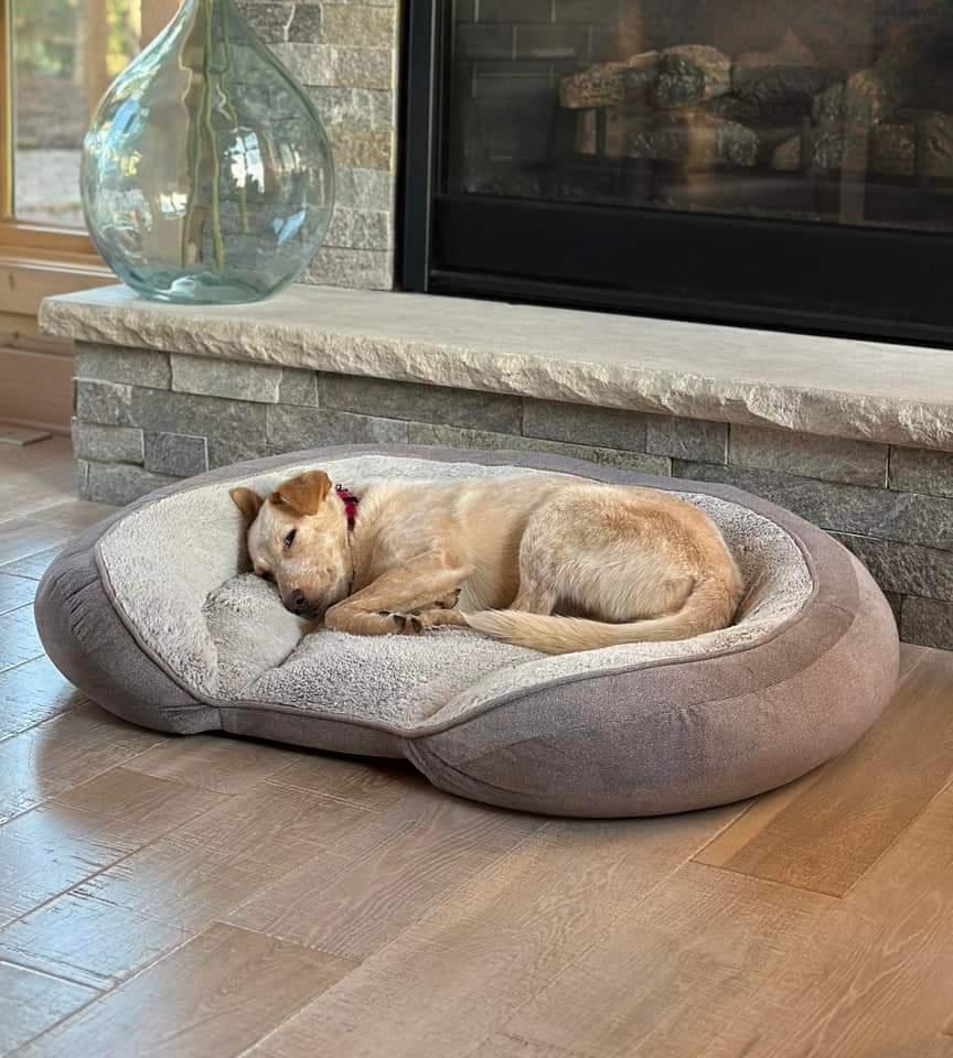 Nila, a Adoptable mixed breed in Wausau, WI image 2/6