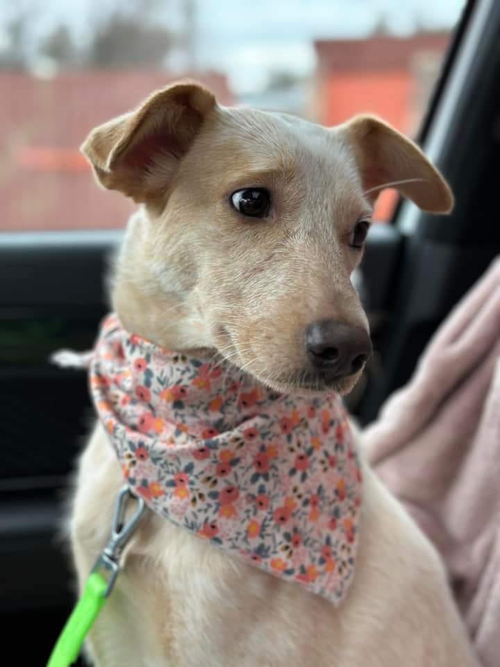 Nila, a Adoptable mixed breed in Wausau, WI image 3/6