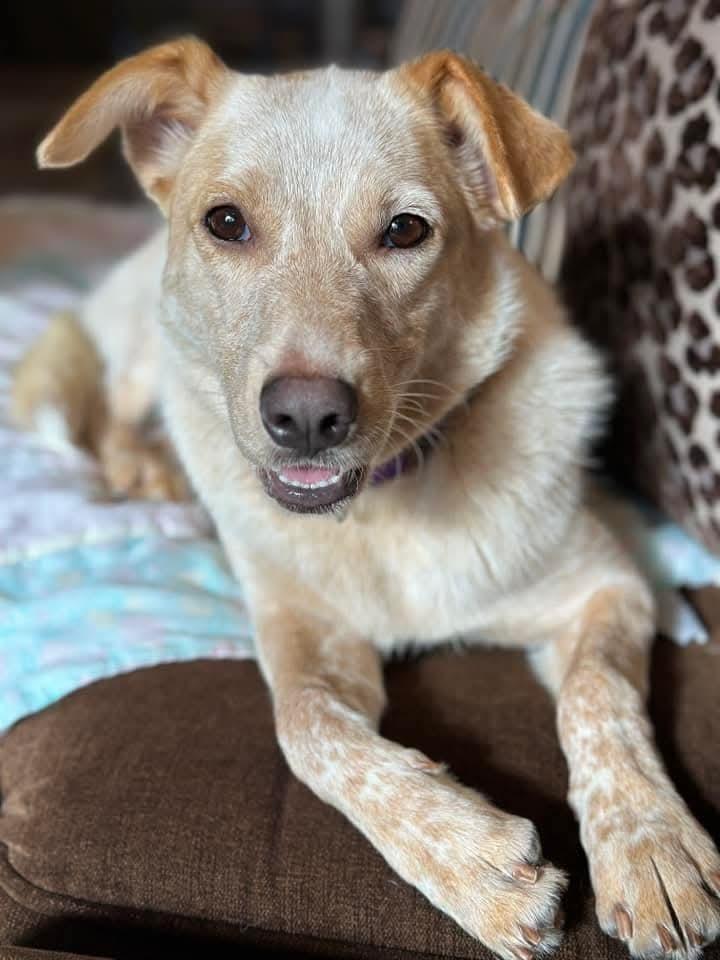 Nila, a Adoptable mixed breed in Wausau, WI image 4/6