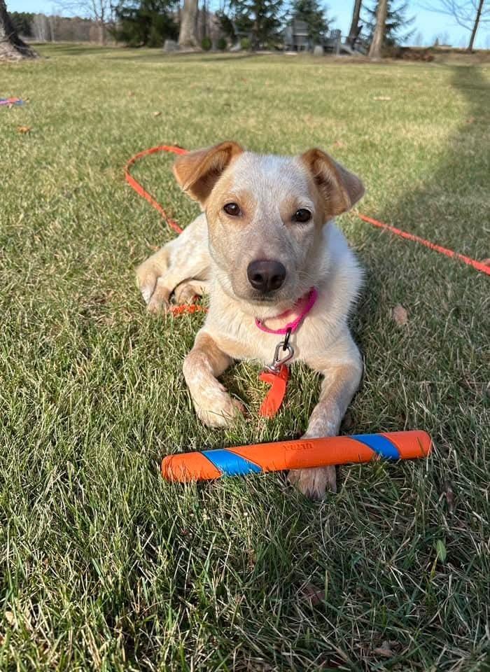 Nila, a Adoptable mixed breed in Wausau, WI image 5/6
