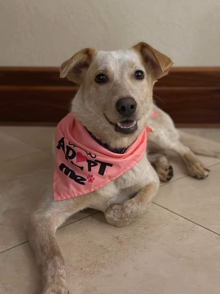 Nila, a Adoptable mixed breed in Wausau, WI image 6/6