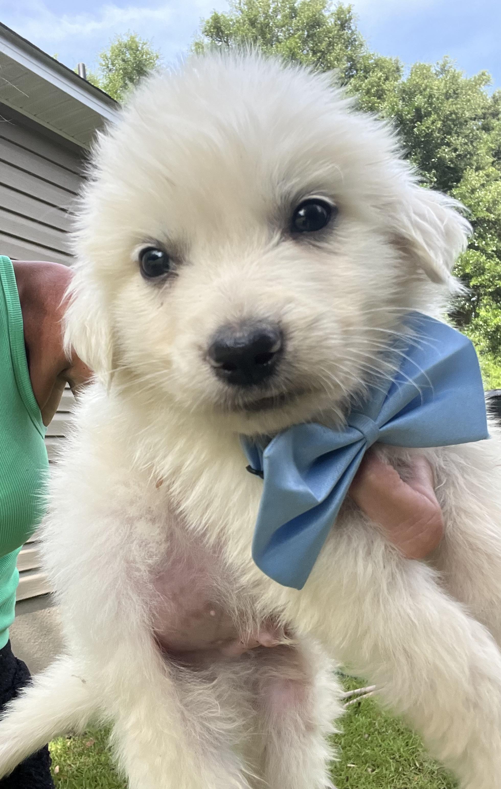 Pineapple , a Adoptable Great Pyrenees in Barnwell , SC image 5/6