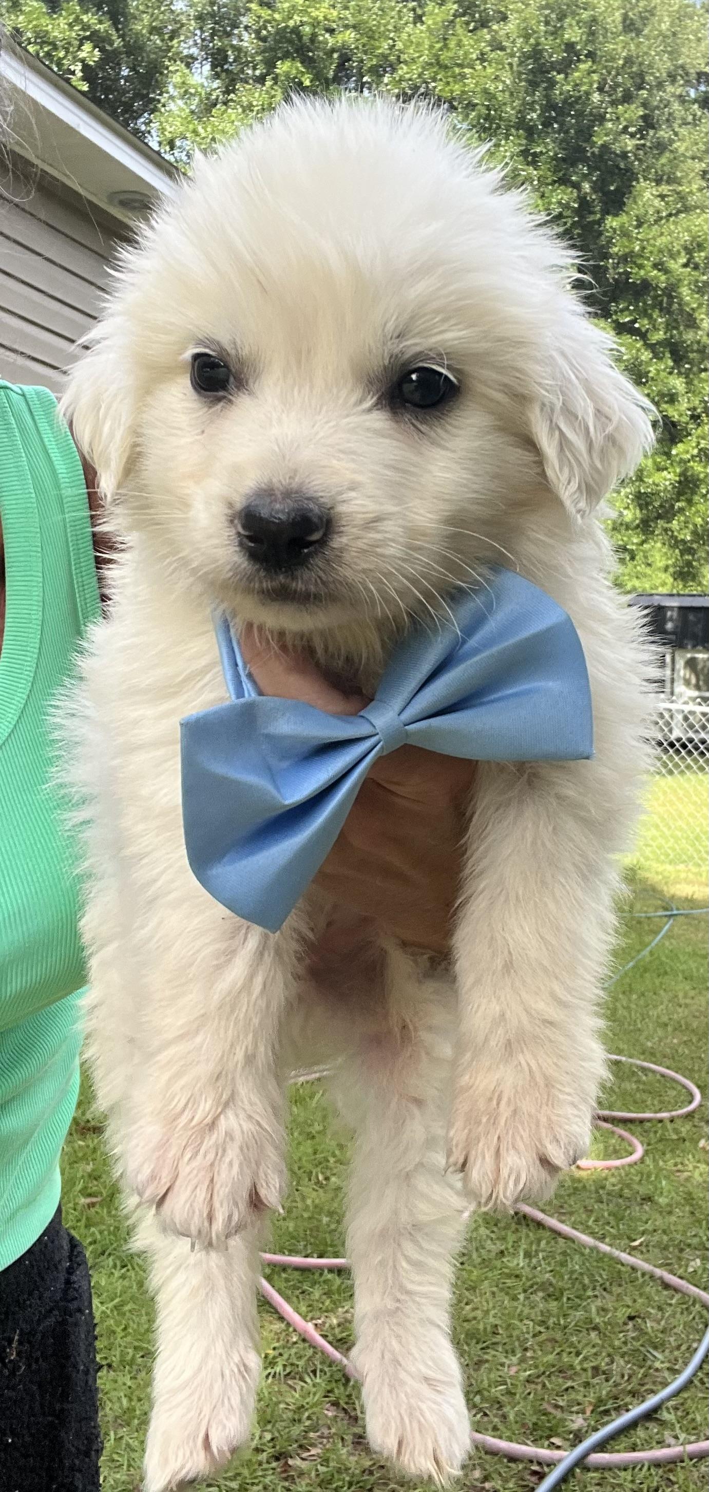 Pineapple , a Adoptable Great Pyrenees in Barnwell , SC image 6/6