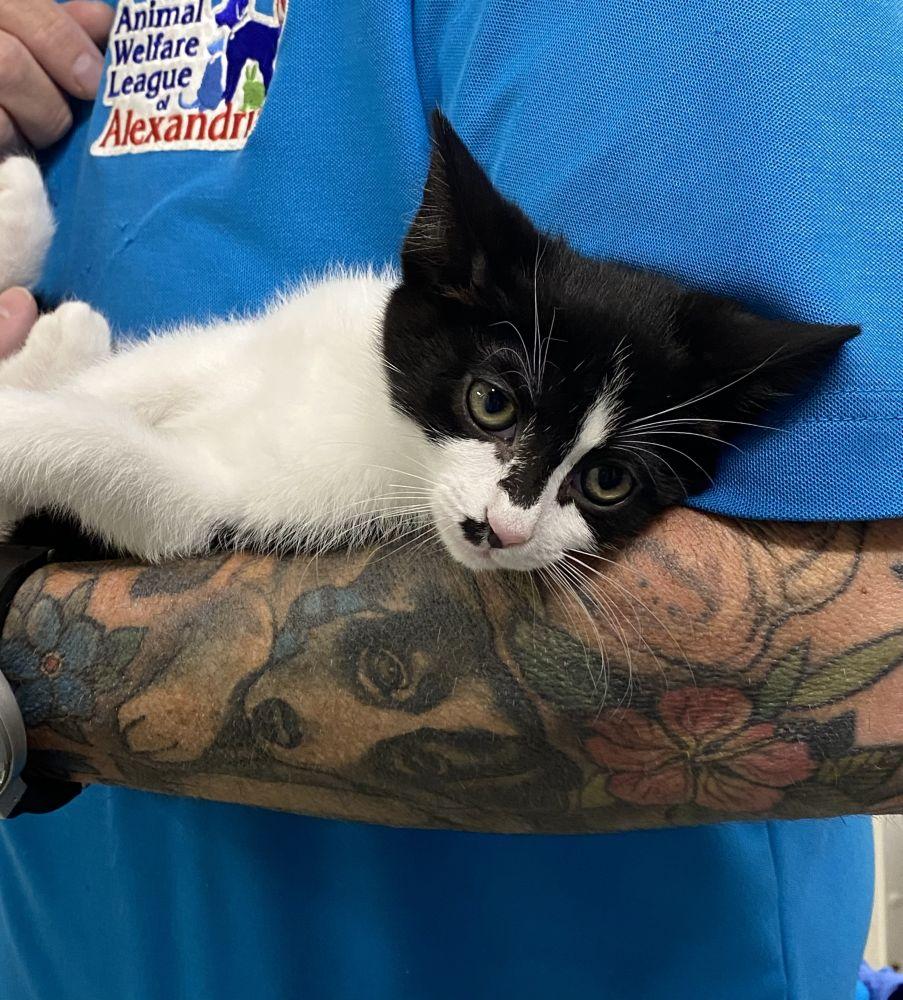 Borg, Adoptable, Kitten Female Domestic Short Hair.