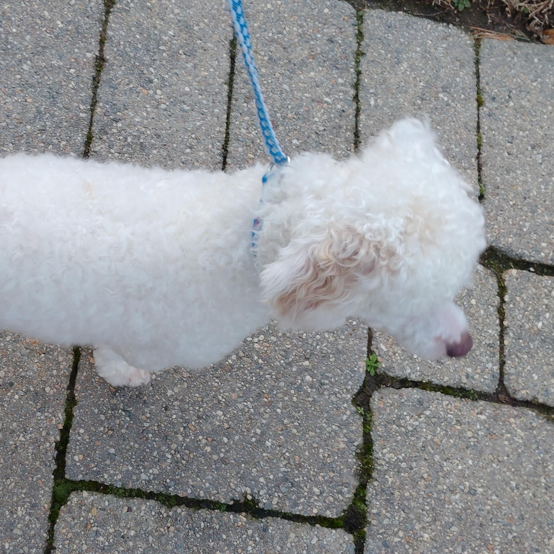 Basil, ADOPTABLE, Young Female Poodle.