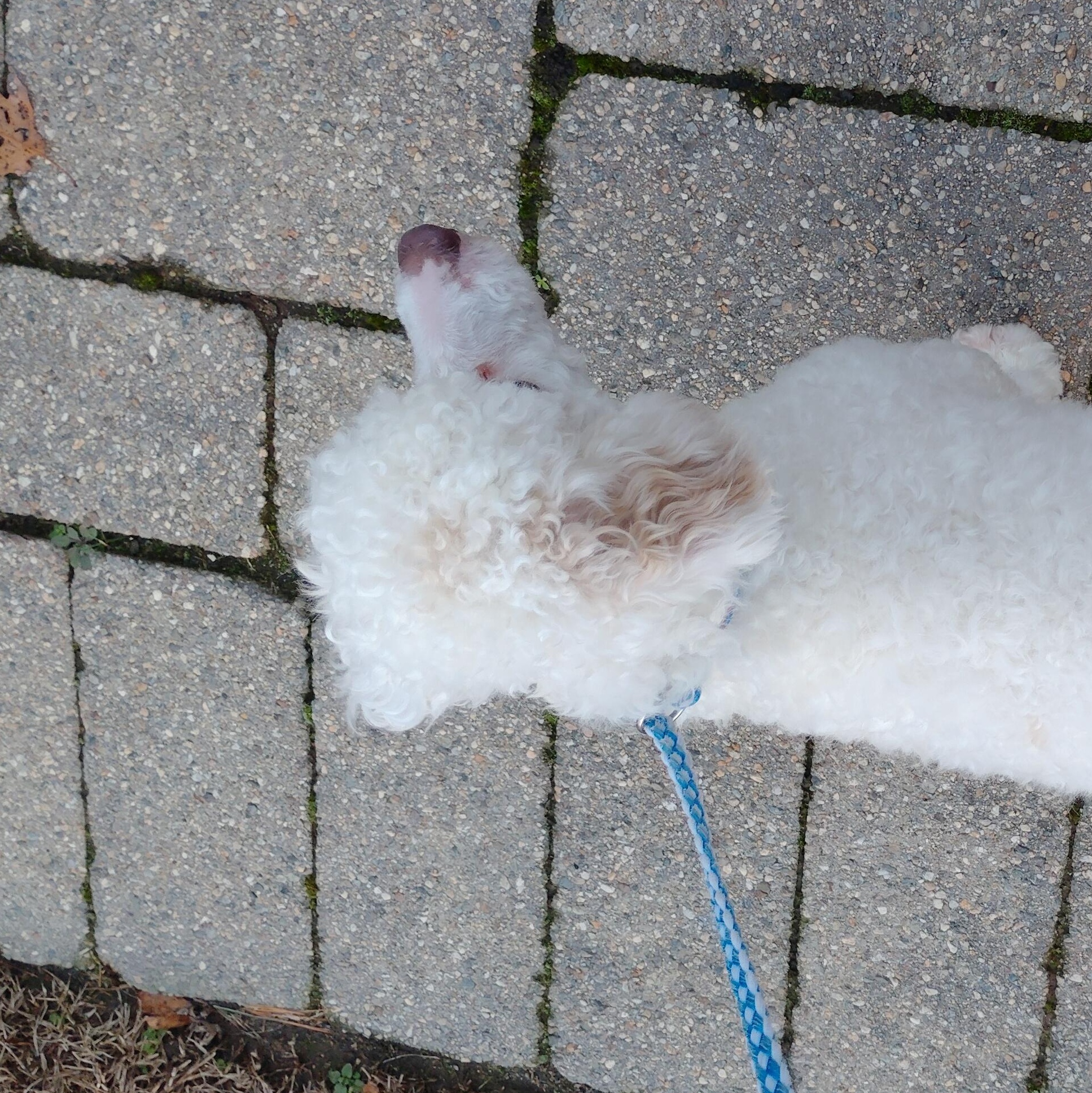 Enlarge Basil, a ADOPTABLE mixed breed in Woodstock, CT image 2/2