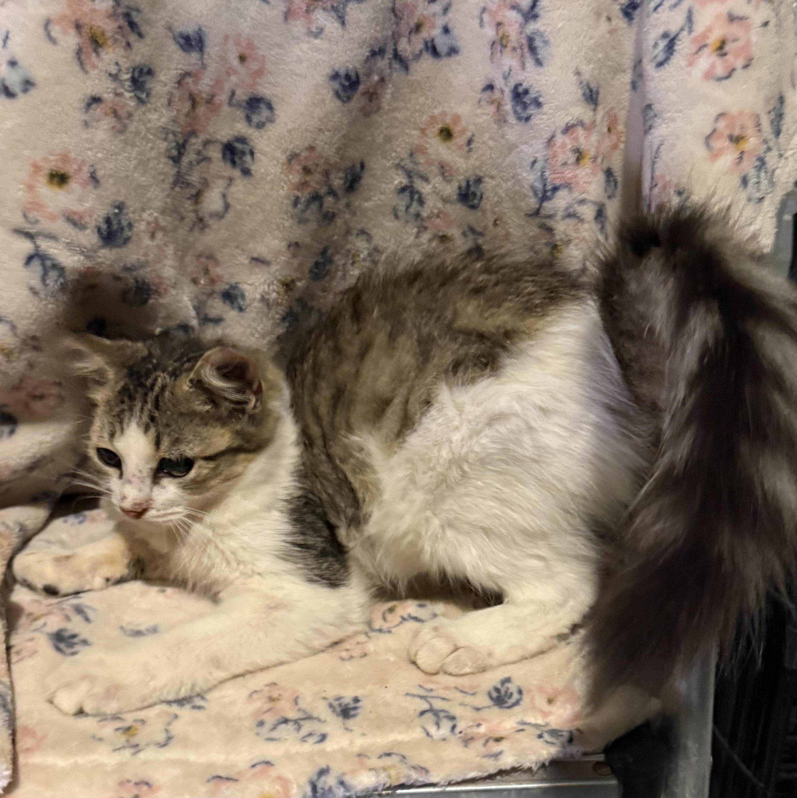 Enlarge Snickerdoodle, a Adoptable Domestic Long Hair in Madisonville, TX image 5/6