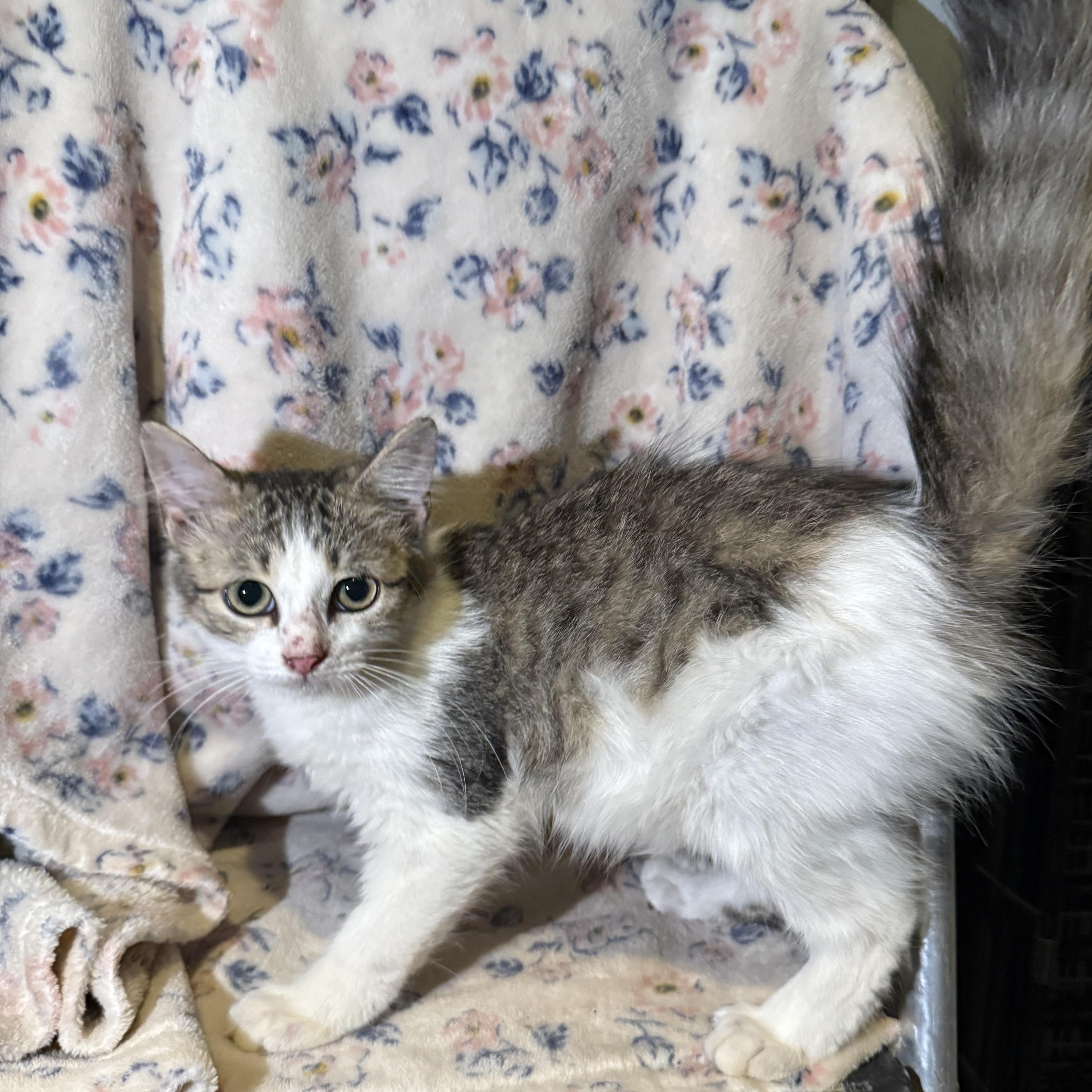 Enlarge Snickerdoodle, a Adoptable Domestic Long Hair in Madisonville, TX image 6/6