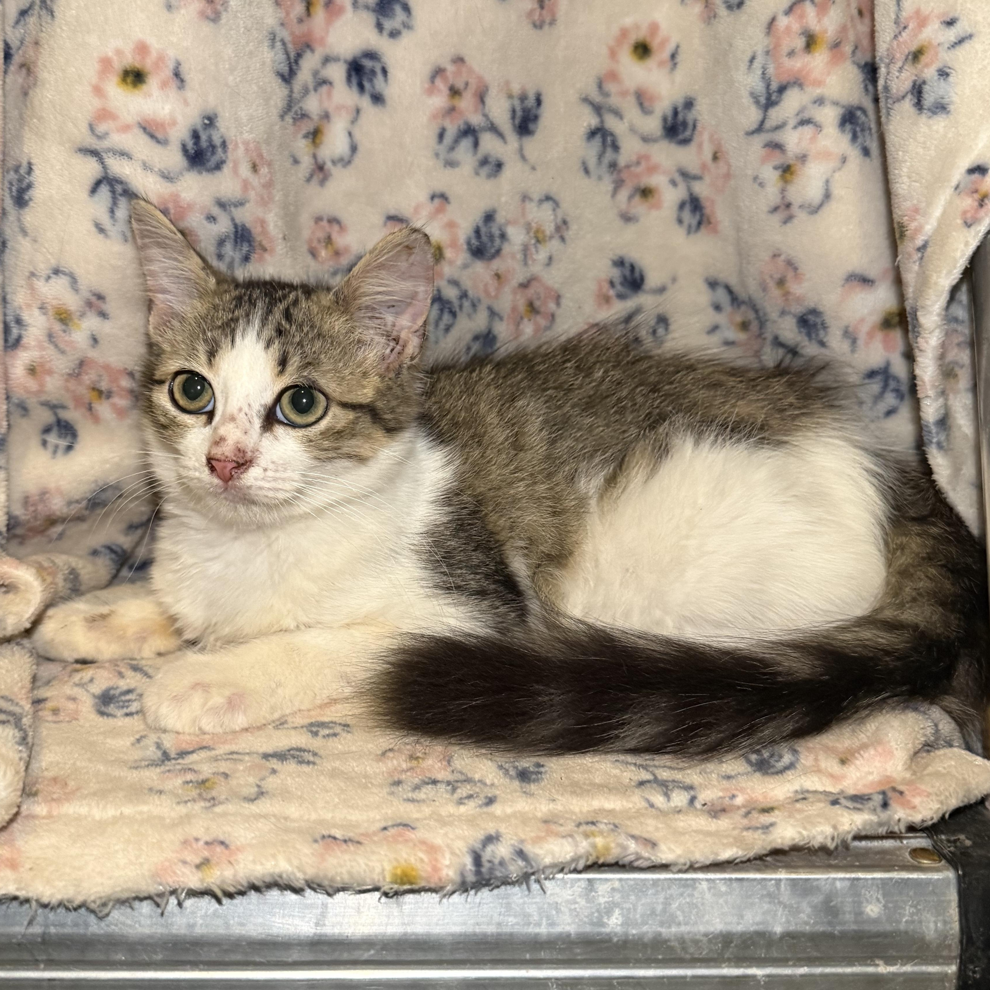 Snickerdoodle, Adoptable, Kitten Female Domestic Long Hair.