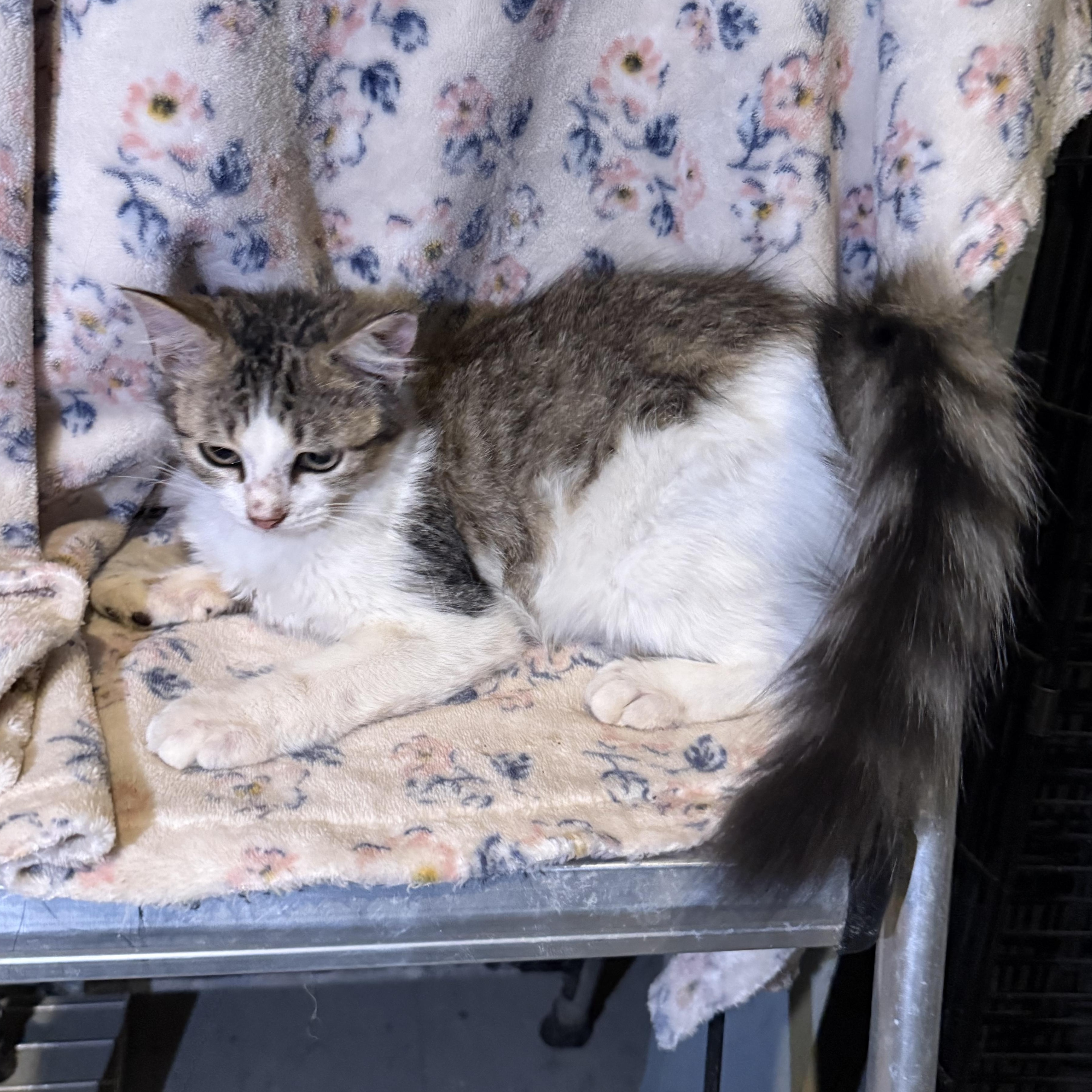 Enlarge Snickerdoodle, a Adoptable Domestic Long Hair in Madisonville, TX image 4/6
