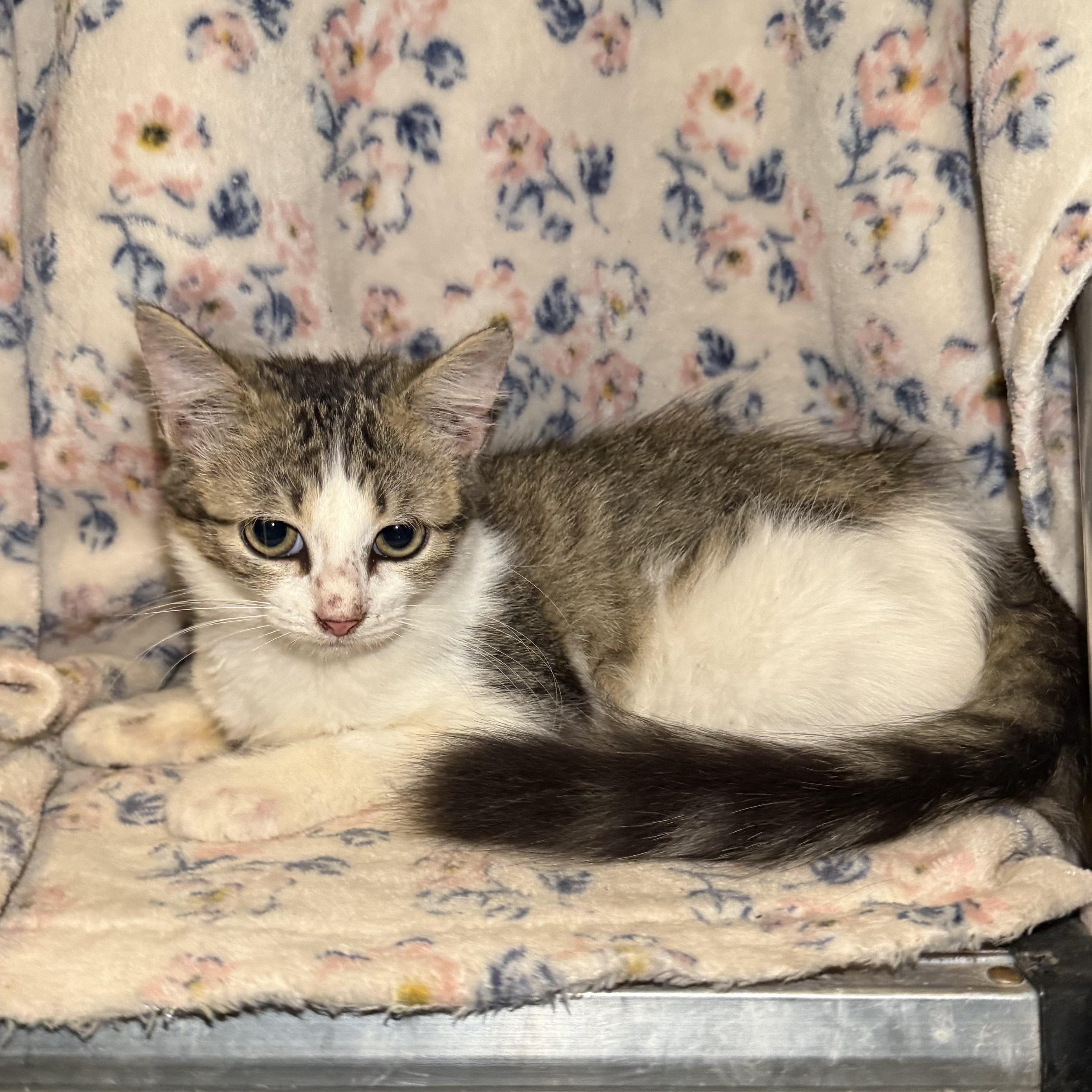 Enlarge Snickerdoodle, a Adoptable Domestic Long Hair in Madisonville, TX image 2/6