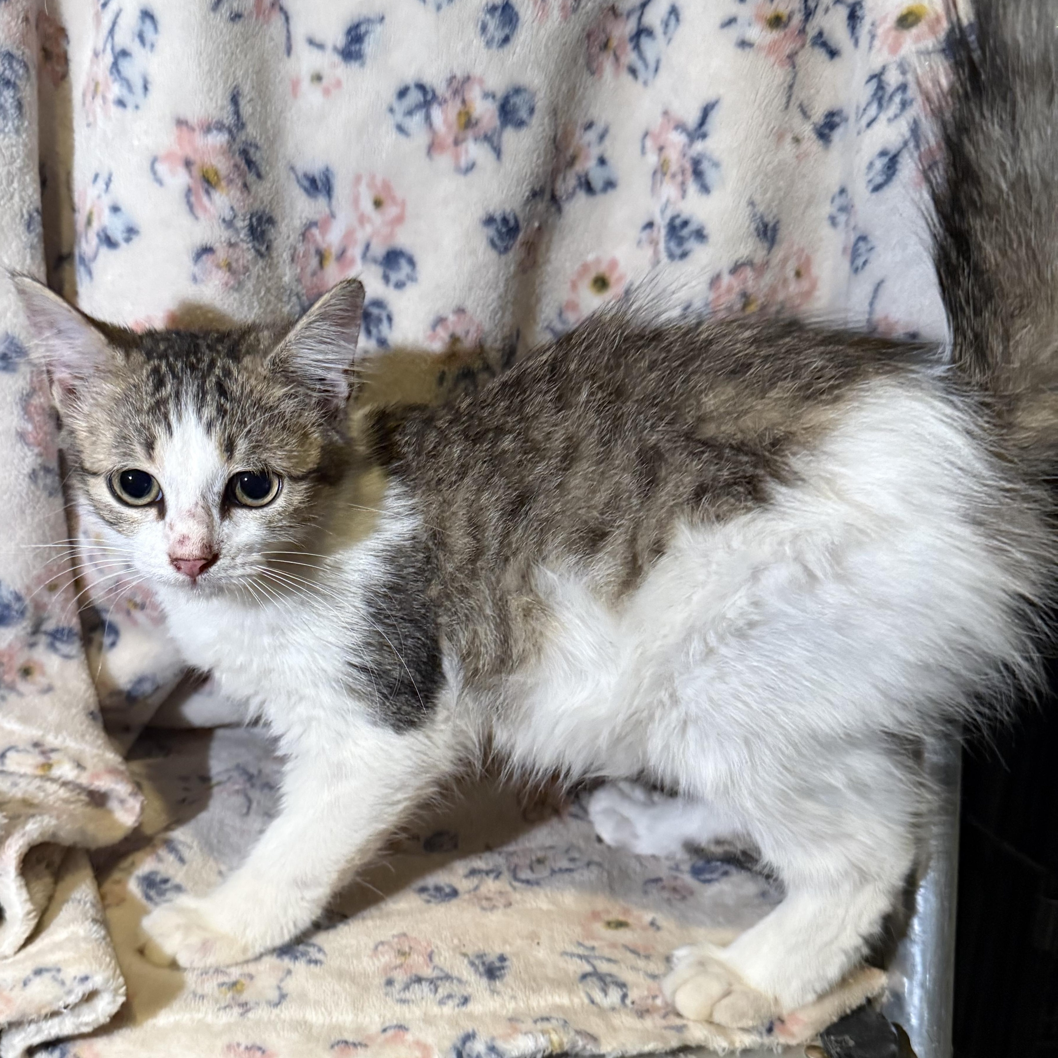 Enlarge Snickerdoodle, a Adoptable Domestic Long Hair in Madisonville, TX image 3/6