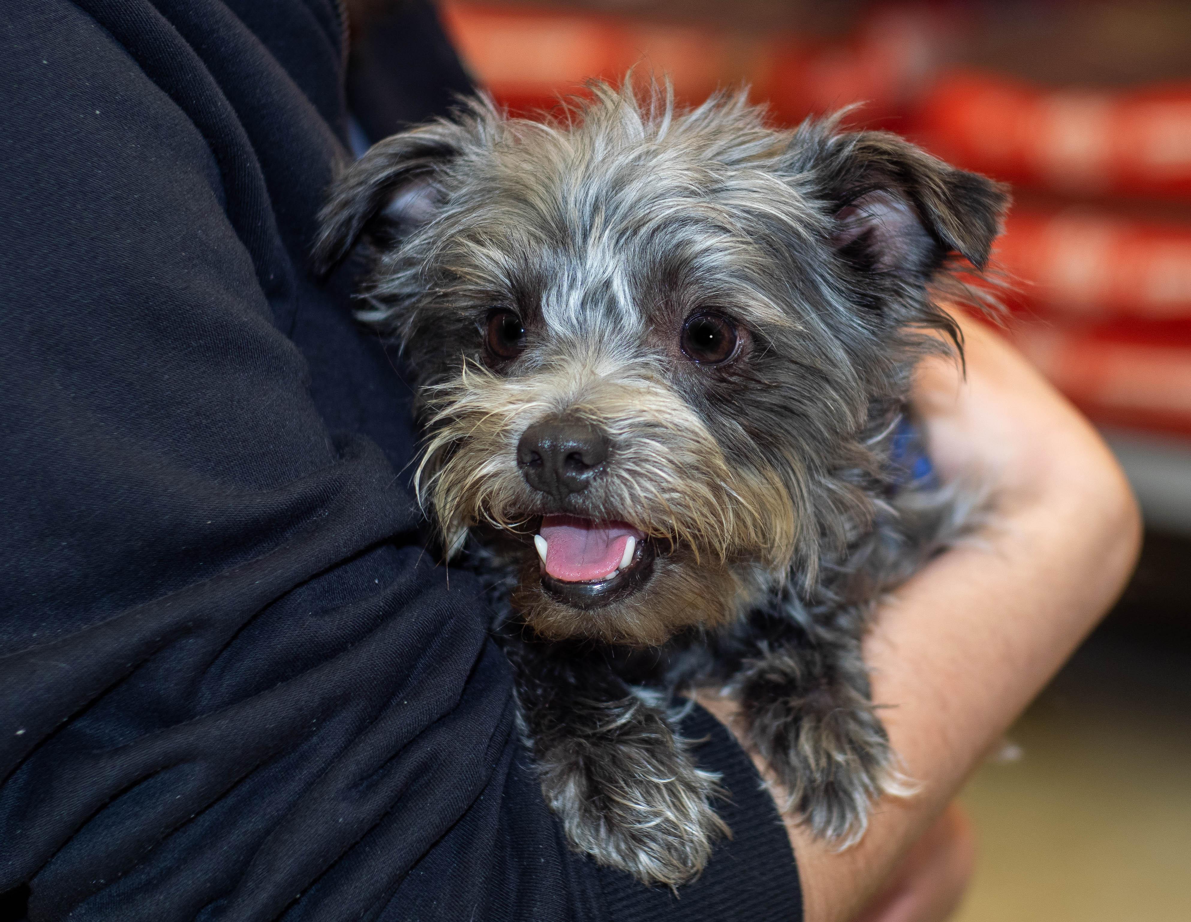 Tara, Adoptable, Adult Female Miniature Schnauzer.