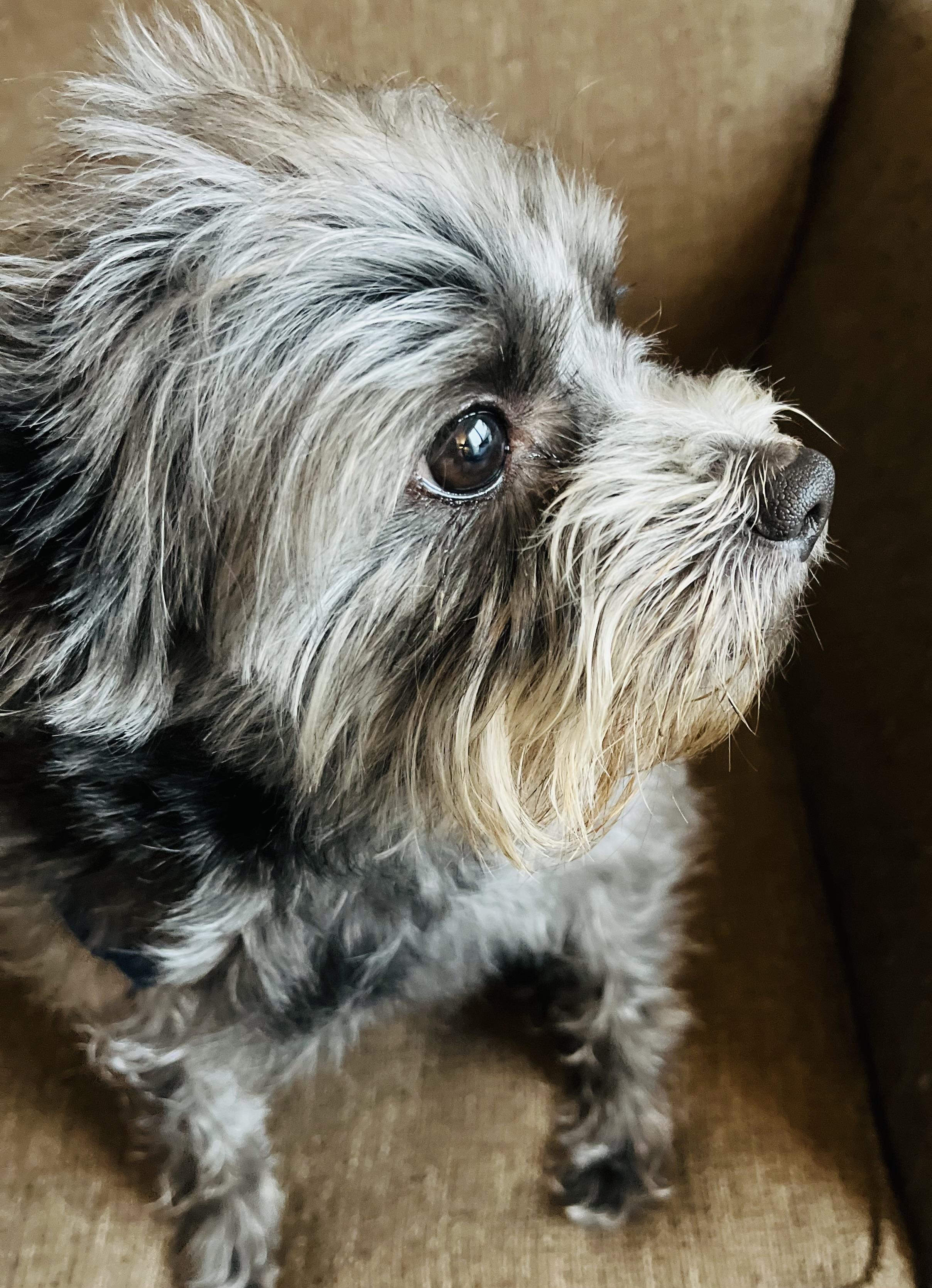 Enlarge Tara, an adoptable mixed breed in Minneapolis, MN image 1/2