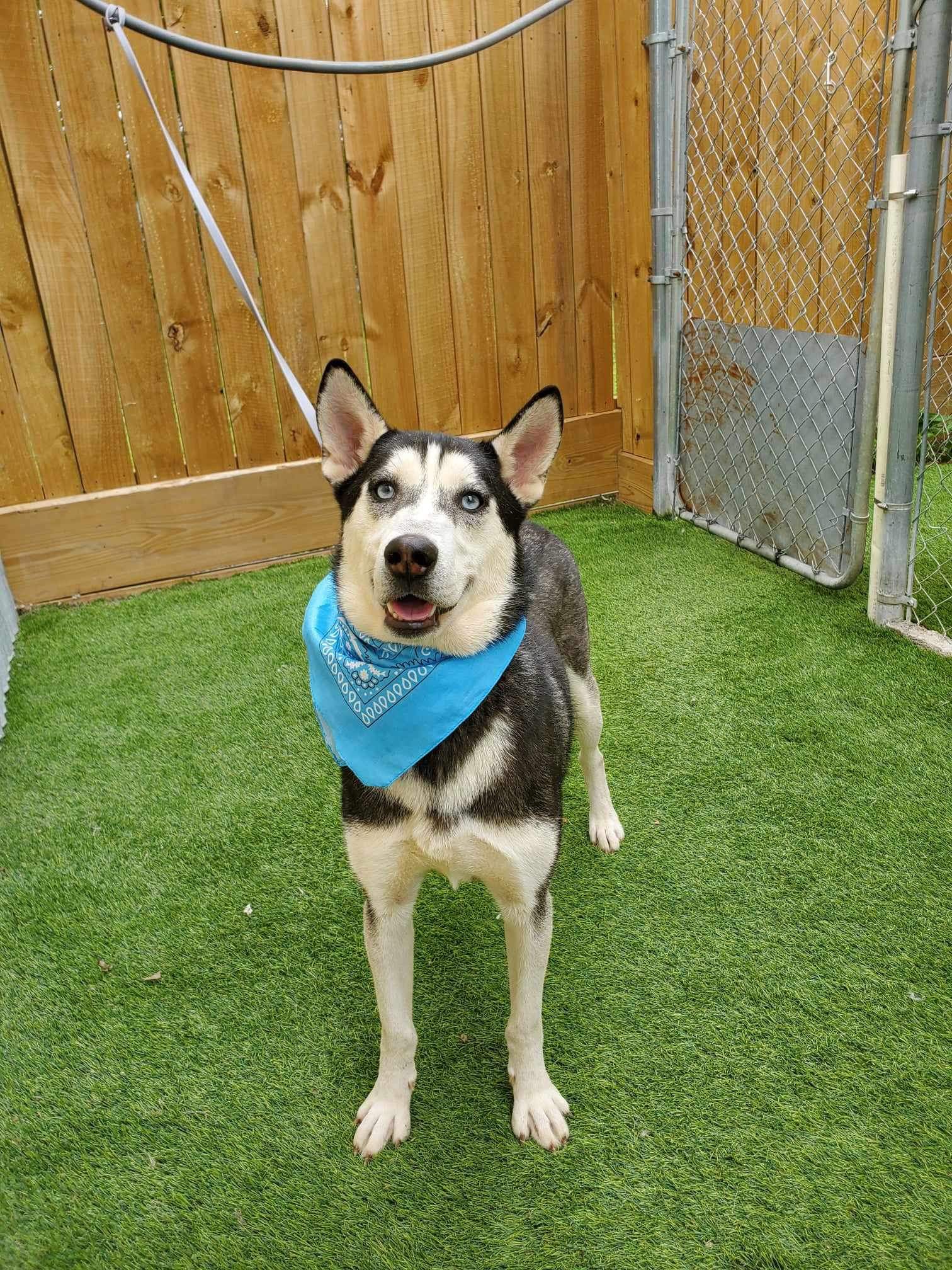 Dog for adoption Clove, a Husky in Abbotsford, BC Petfinder