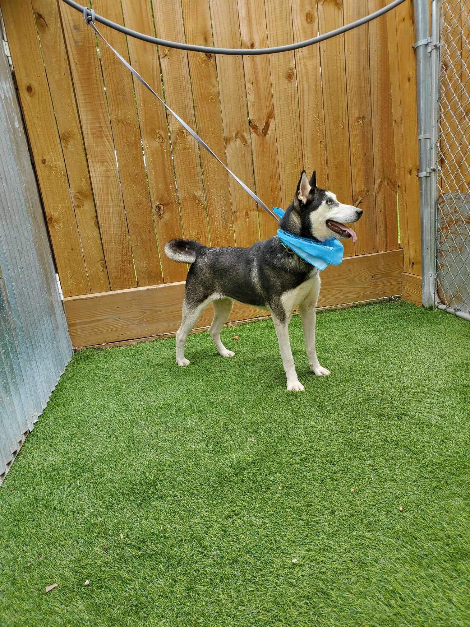 Dog for adoption Clove, a Husky in Abbotsford, BC Petfinder