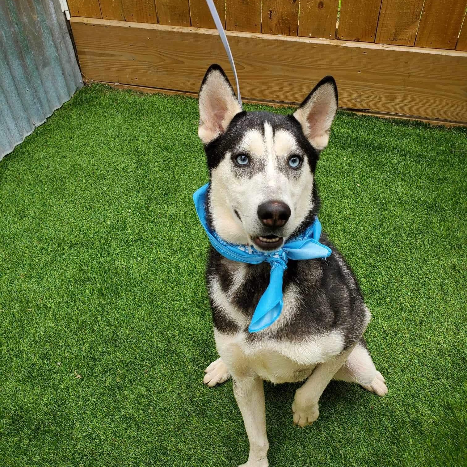 Dog for adoption Clove, a Husky in Abbotsford, BC Petfinder