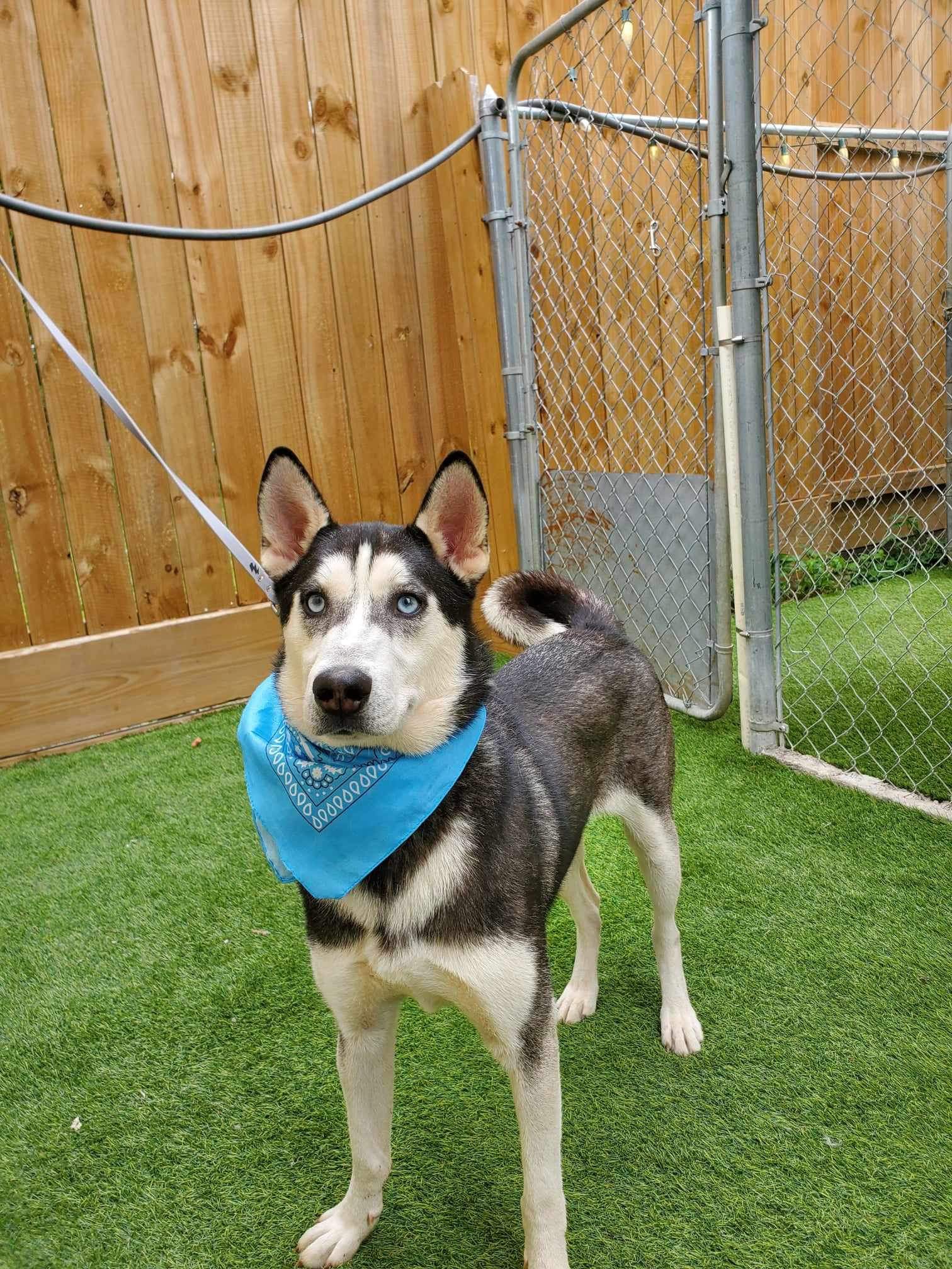 Dog for adoption Clove, a Husky in Abbotsford, BC Petfinder