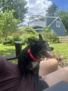 Enlarge Bella Rose & Tinkerbell BONDED PAIR in Maine, a Adopted mixed breed in Cumberland, ME image 3/4