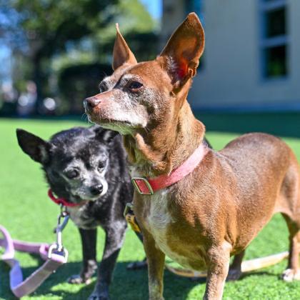 Enlarge Bella Rose & Tinkerbell BONDED PAIR in Maine, a Adopted mixed breed in Cumberland, ME image 2/4