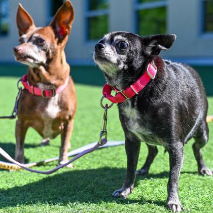 Enlarge Bella Rose & Tinkerbell BONDED PAIR in Maine, a Adopted mixed breed in Cumberland, ME image 1/4