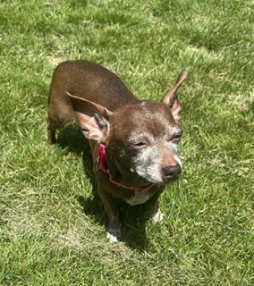 Enlarge Bella Rose & Tinkerbell BONDED PAIR in Maine, a Adopted mixed breed in Cumberland, ME image 4/4