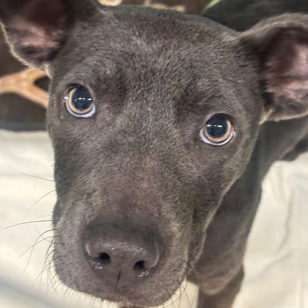 Ivy 6D26, Adoptable, Young Female Mixed Breed.