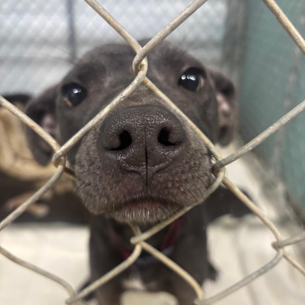 Ivy 6D26, a Adoptable Mixed Breed in Napoleon, OH image 2/6
