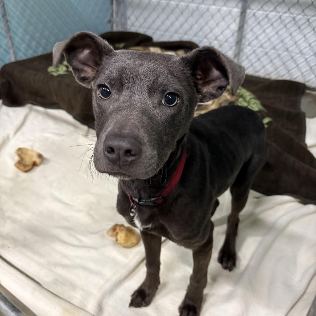 Ivy 6D26, a Adoptable Mixed Breed in Napoleon, OH image 3/6