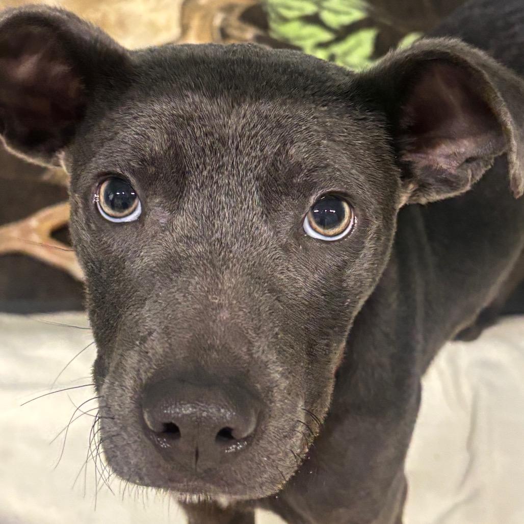 Ivy 6D26, a Adoptable Mixed Breed in Napoleon, OH image 4/6