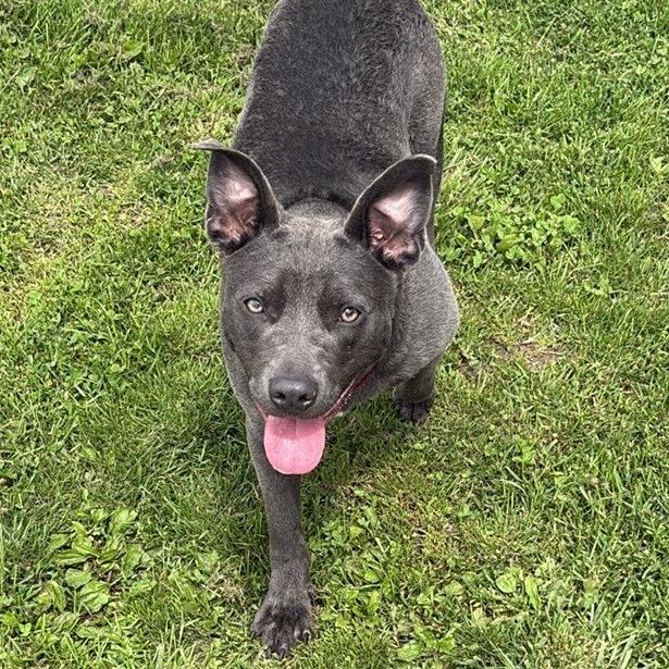 Ivy 6D26, a Adoptable Mixed Breed in Napoleon, OH image 5/6